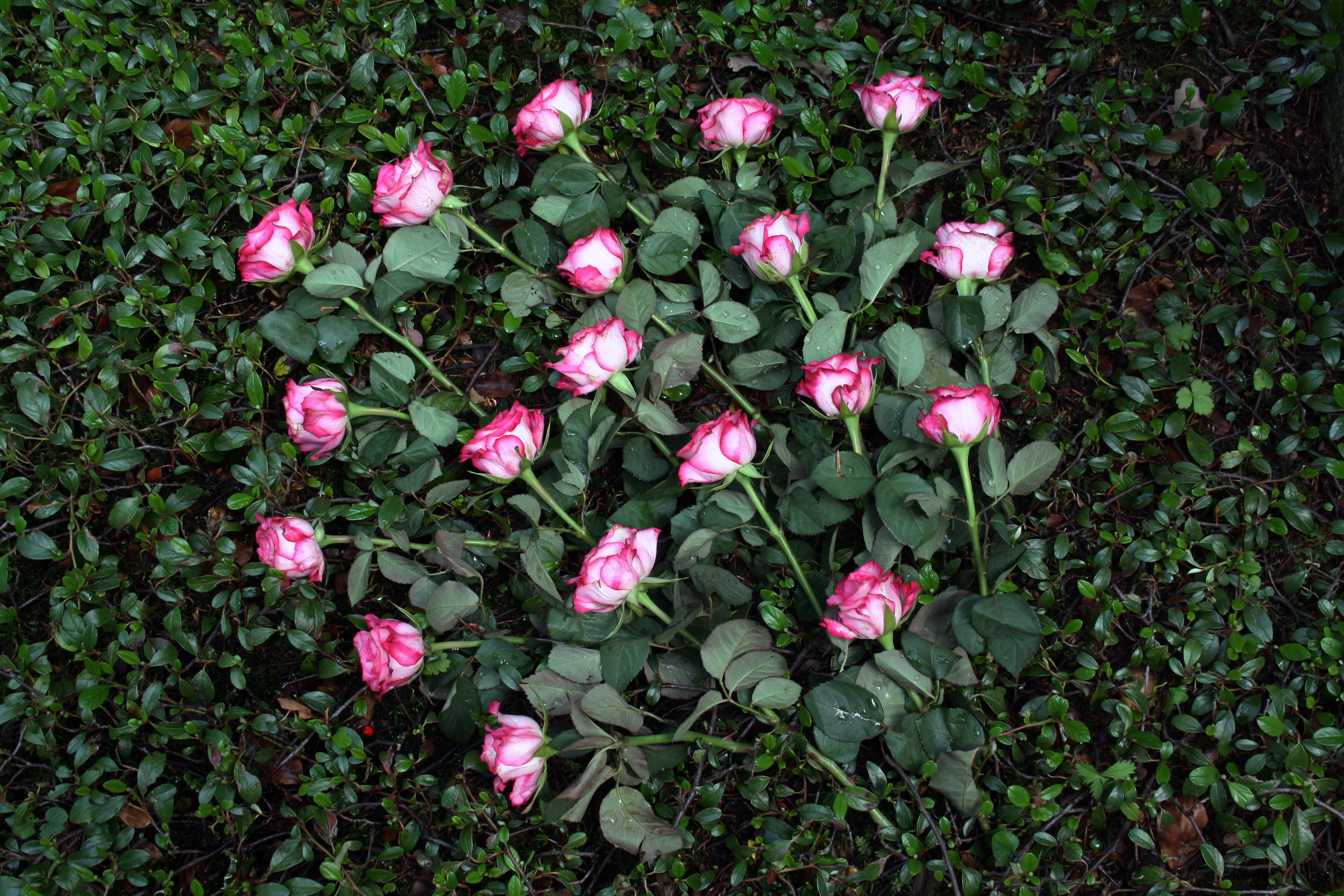 007 Westfriedhof Munich Grab Rosen auf einem Grab