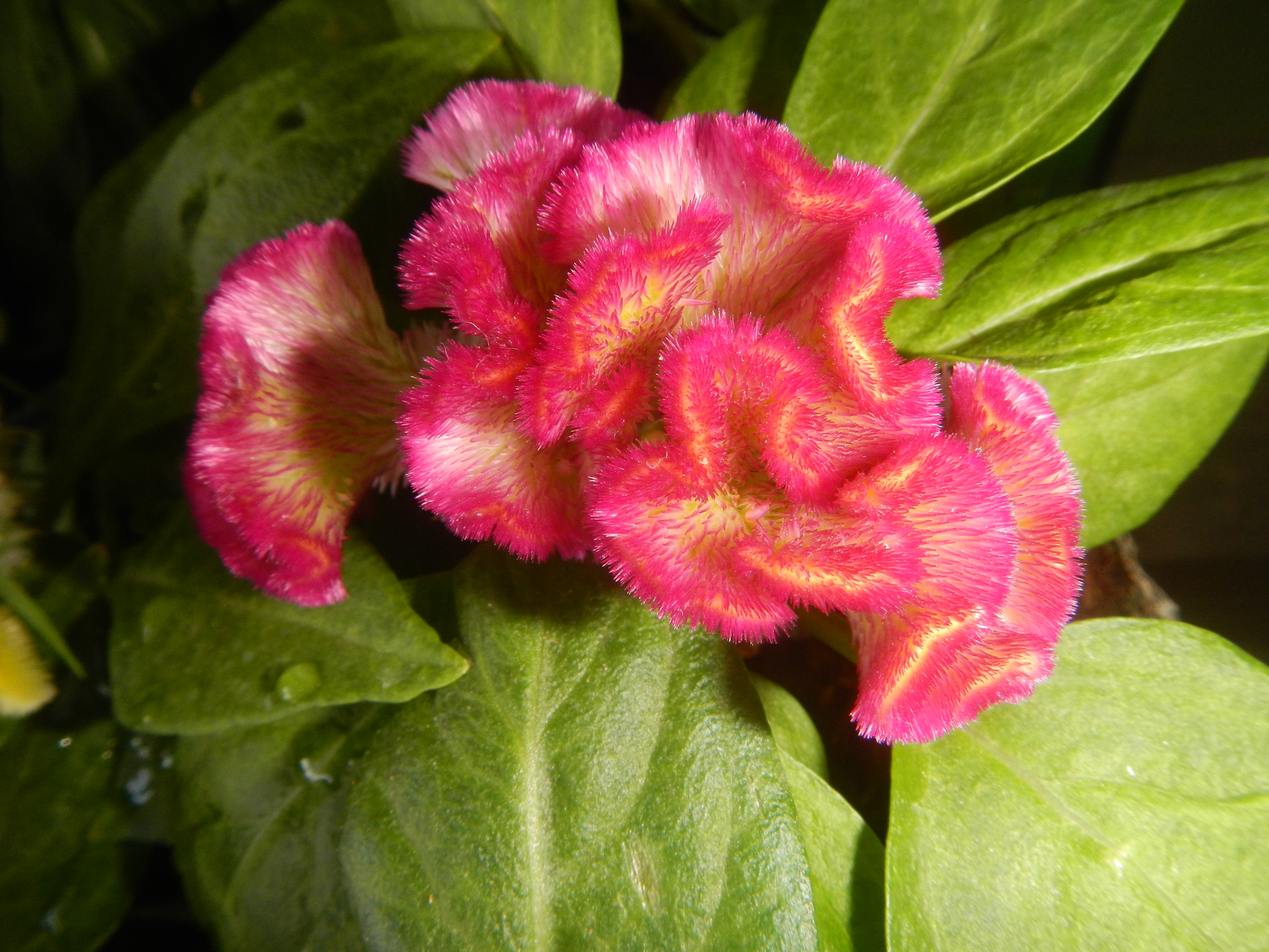 Celosia argentea var. cristata Bulacanfvf 02 03092jf