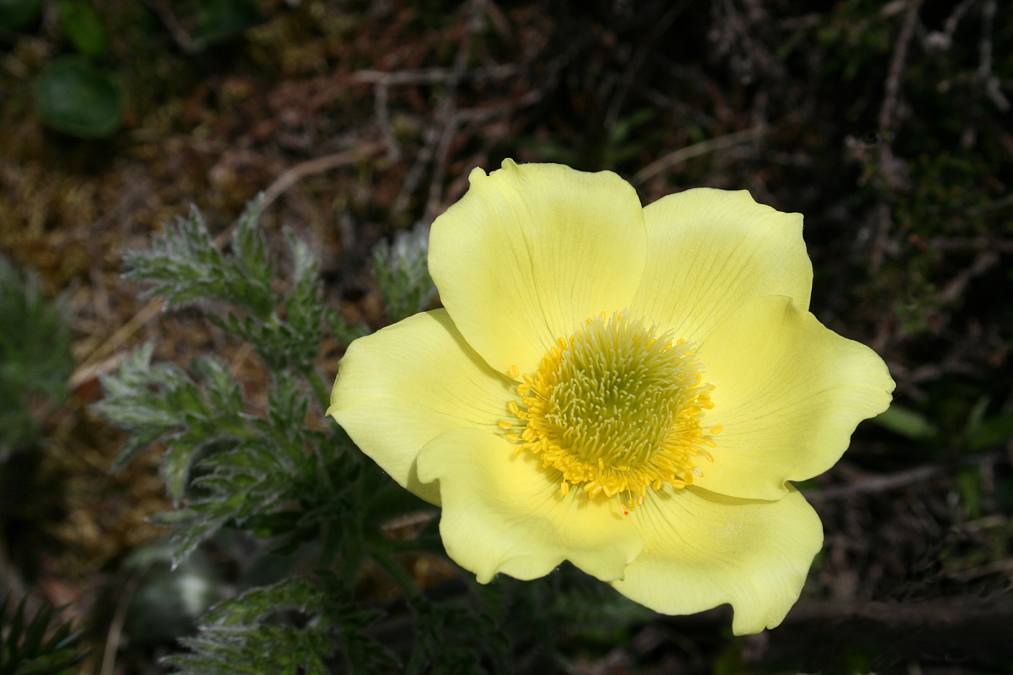 0 Pulsatilla alpina - Vallorcine (1)
