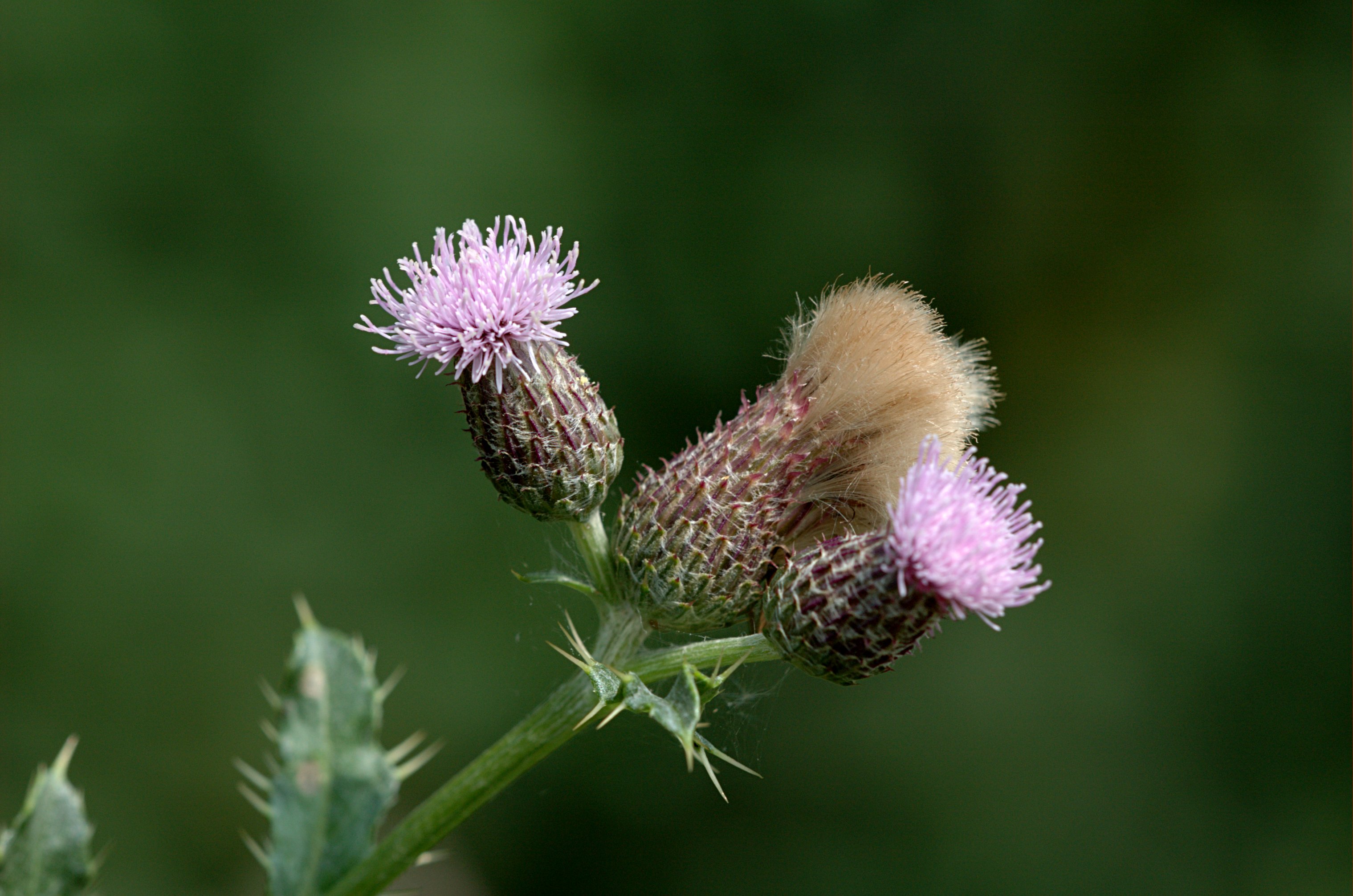 20050716-004-thistle