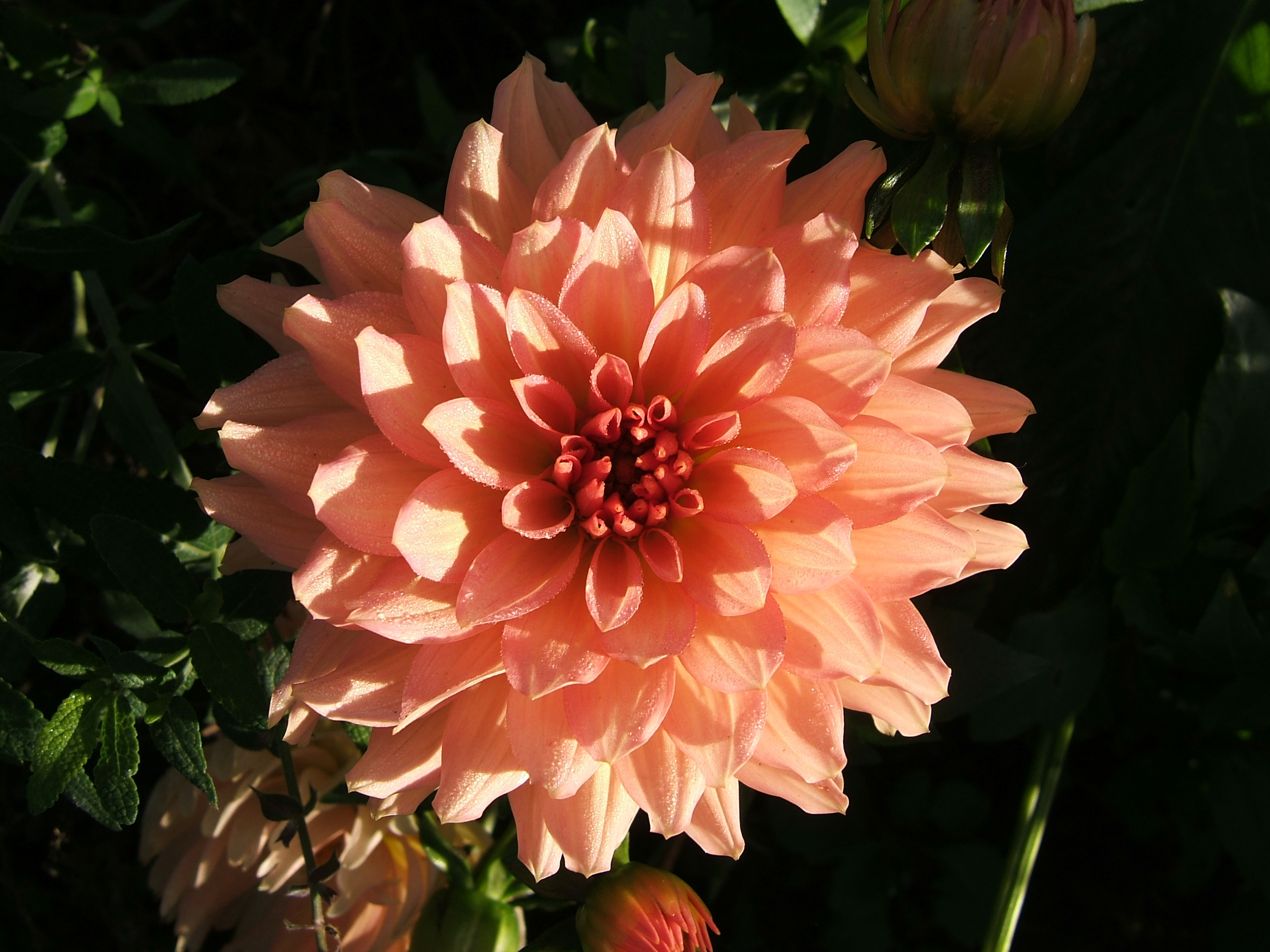 2006-10-18Dahlia03m