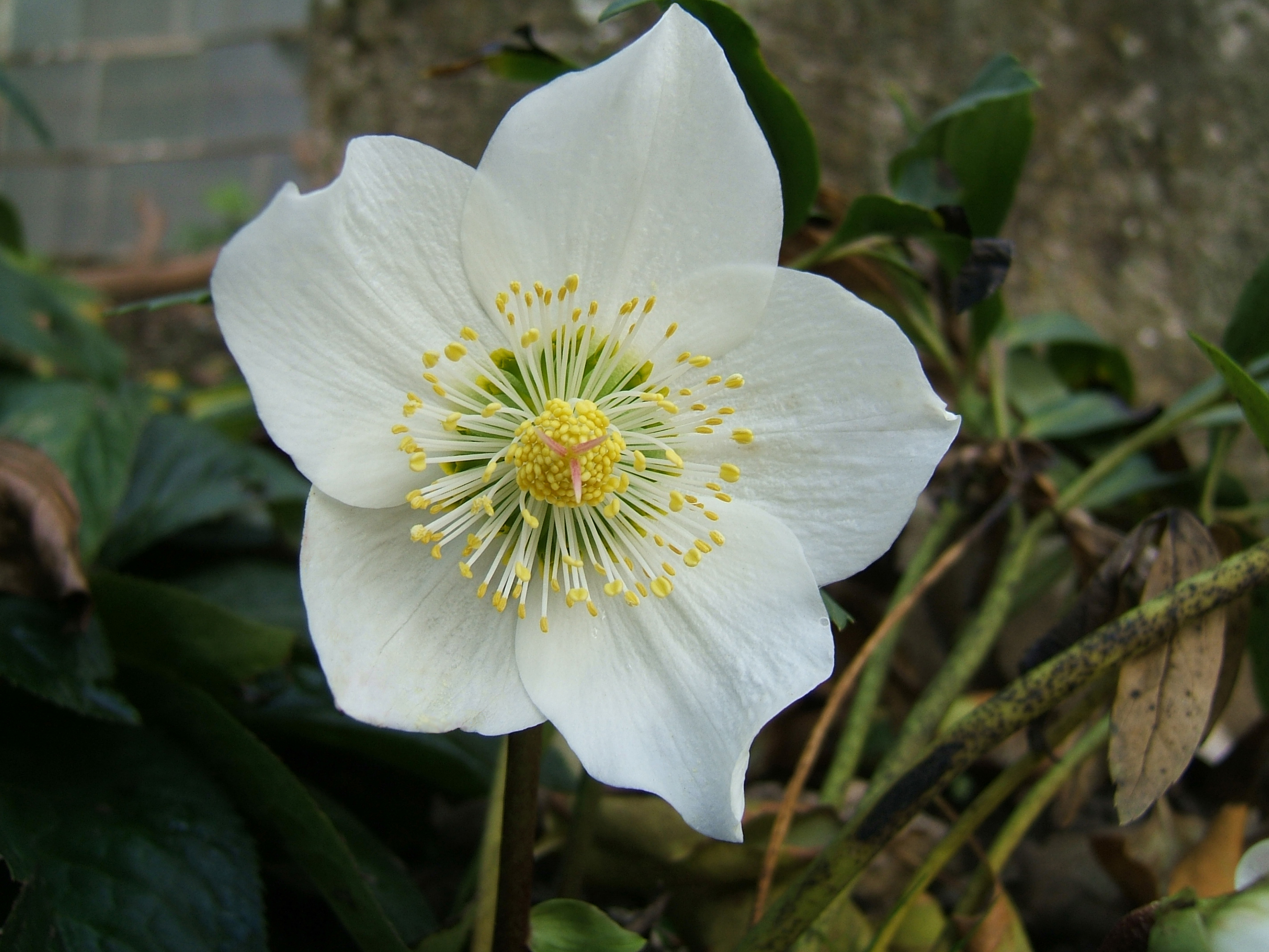 2006-12-18Helleborus niger19