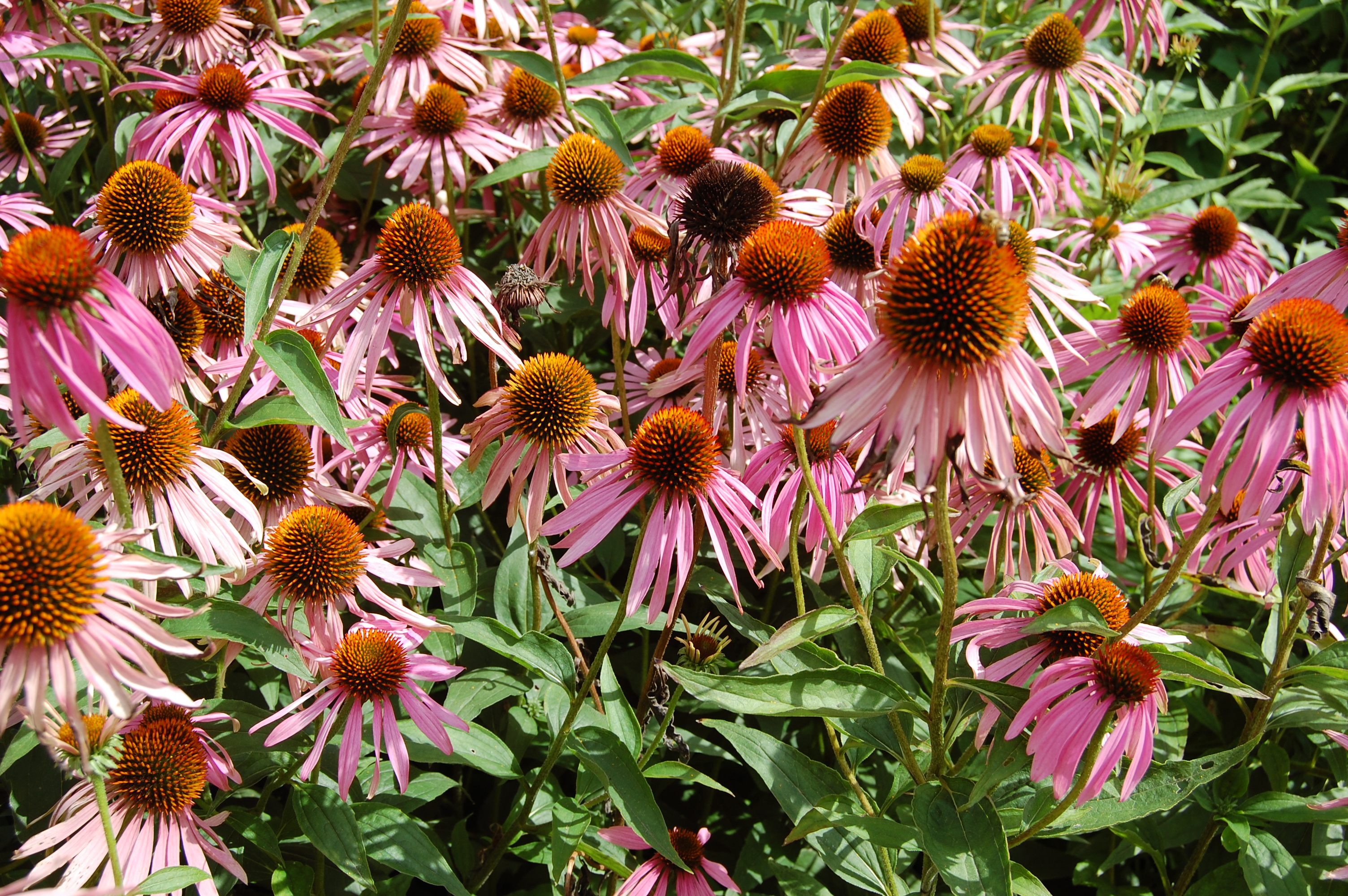2007 echinacea purpurea