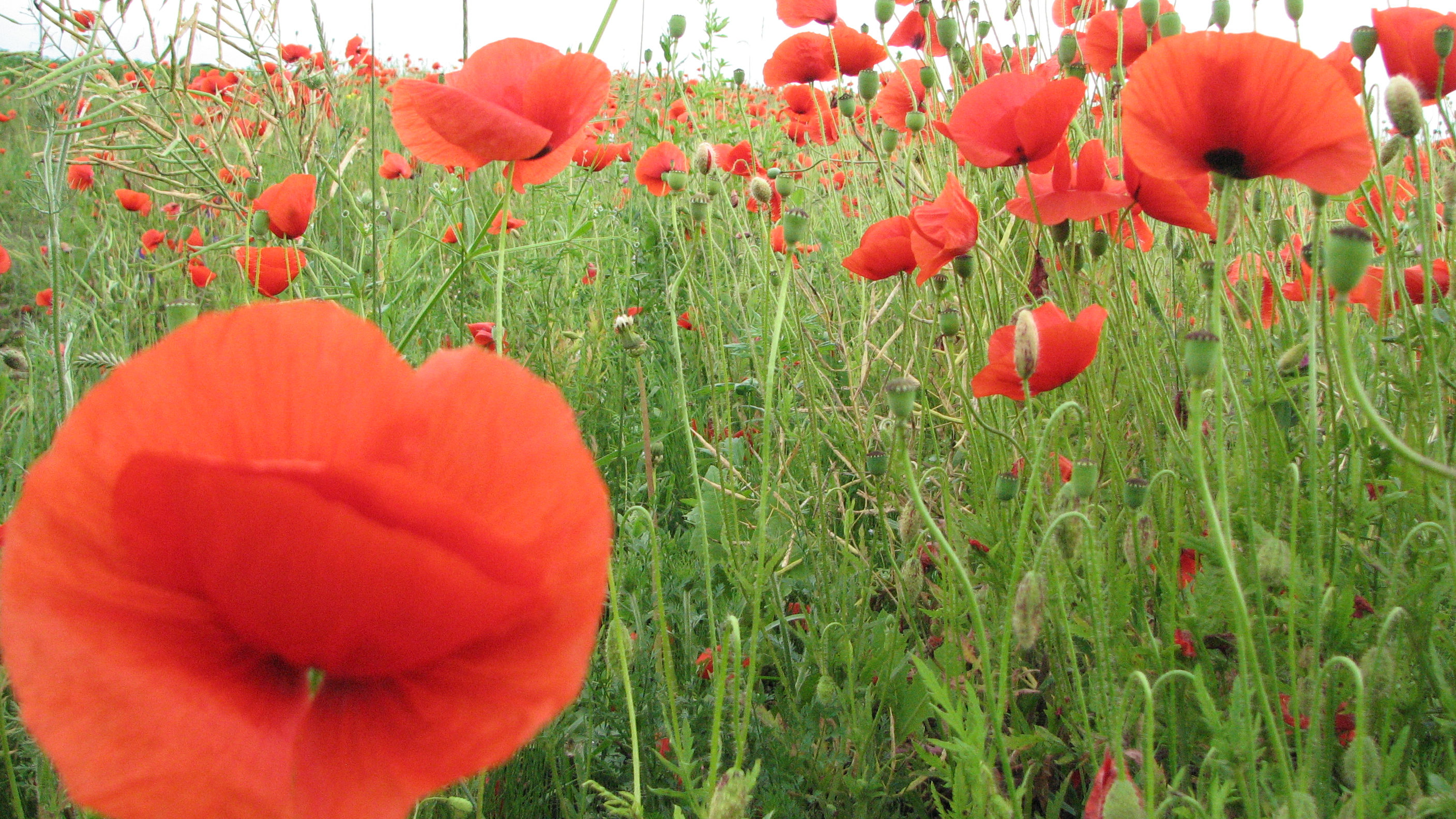 Red poppy flowers blossoming on a meadow, picture 2