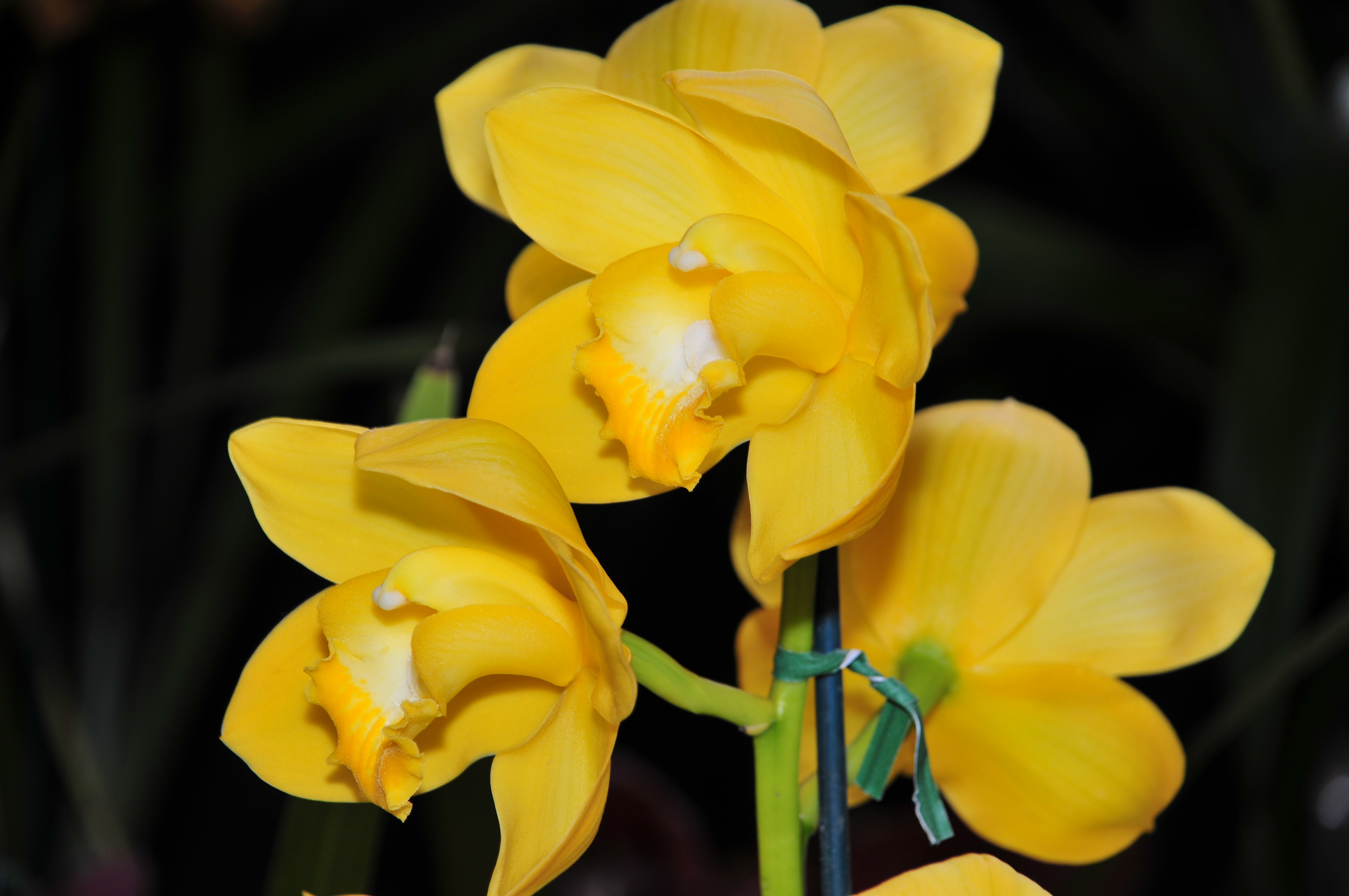 2010 Pacific Orchid Expo 11