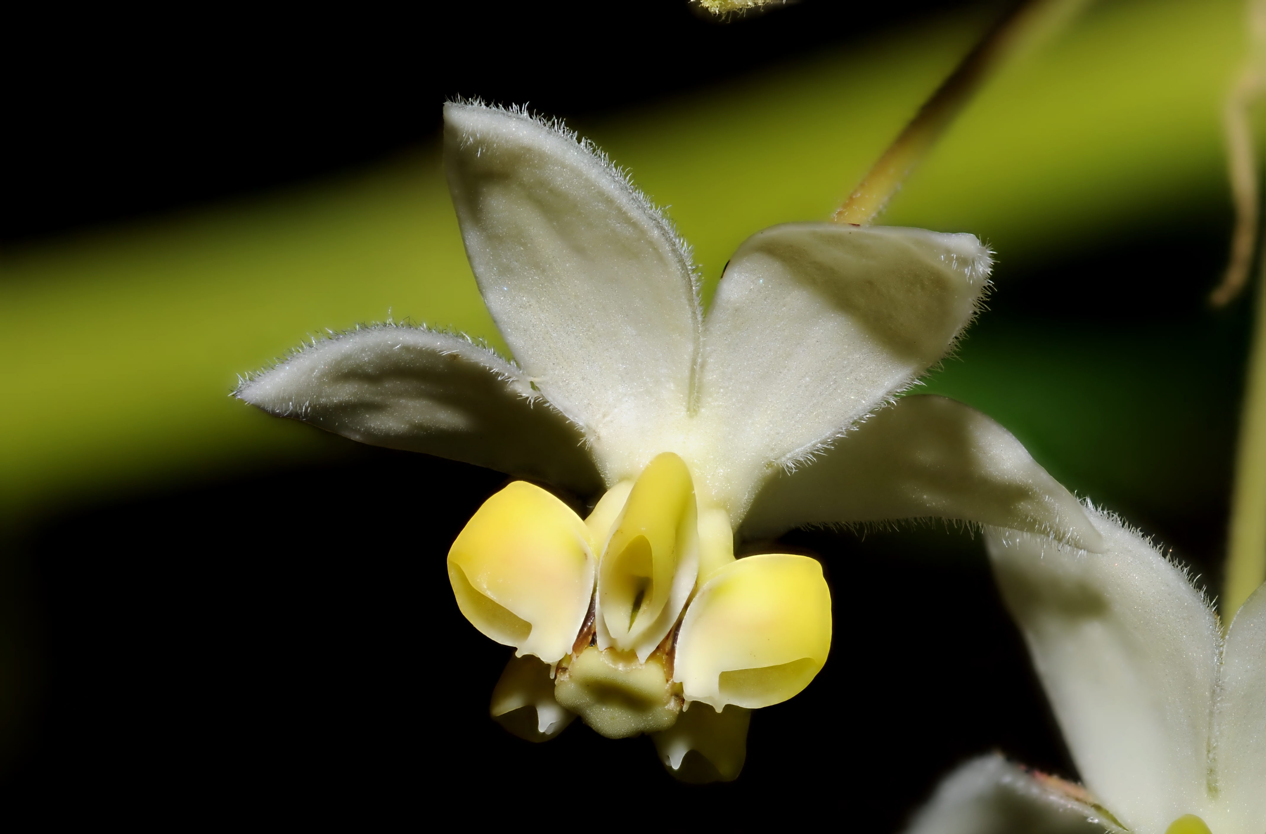 2011-07-25 21-26-25-flower