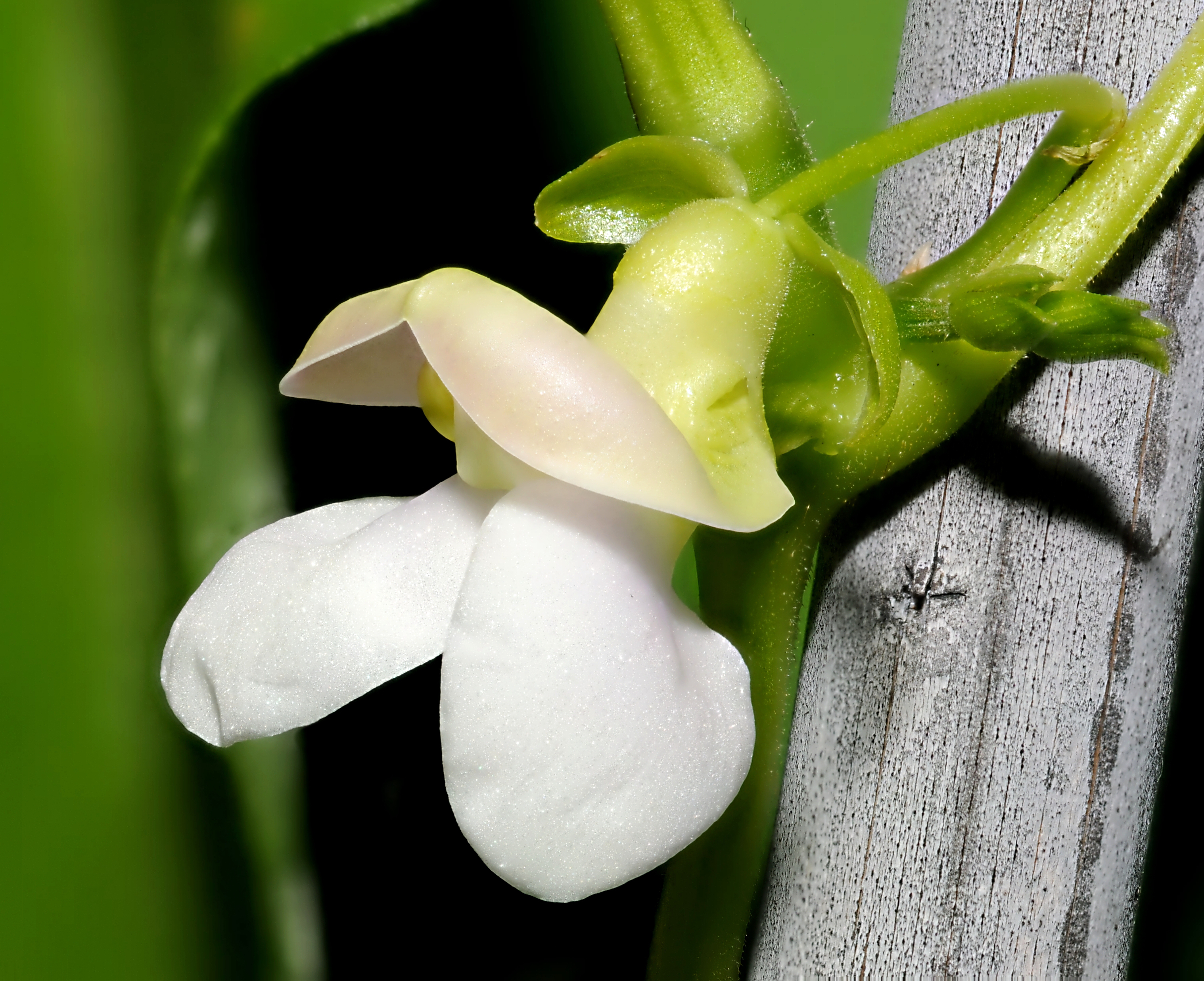2011-07-25 21-30-17-flower