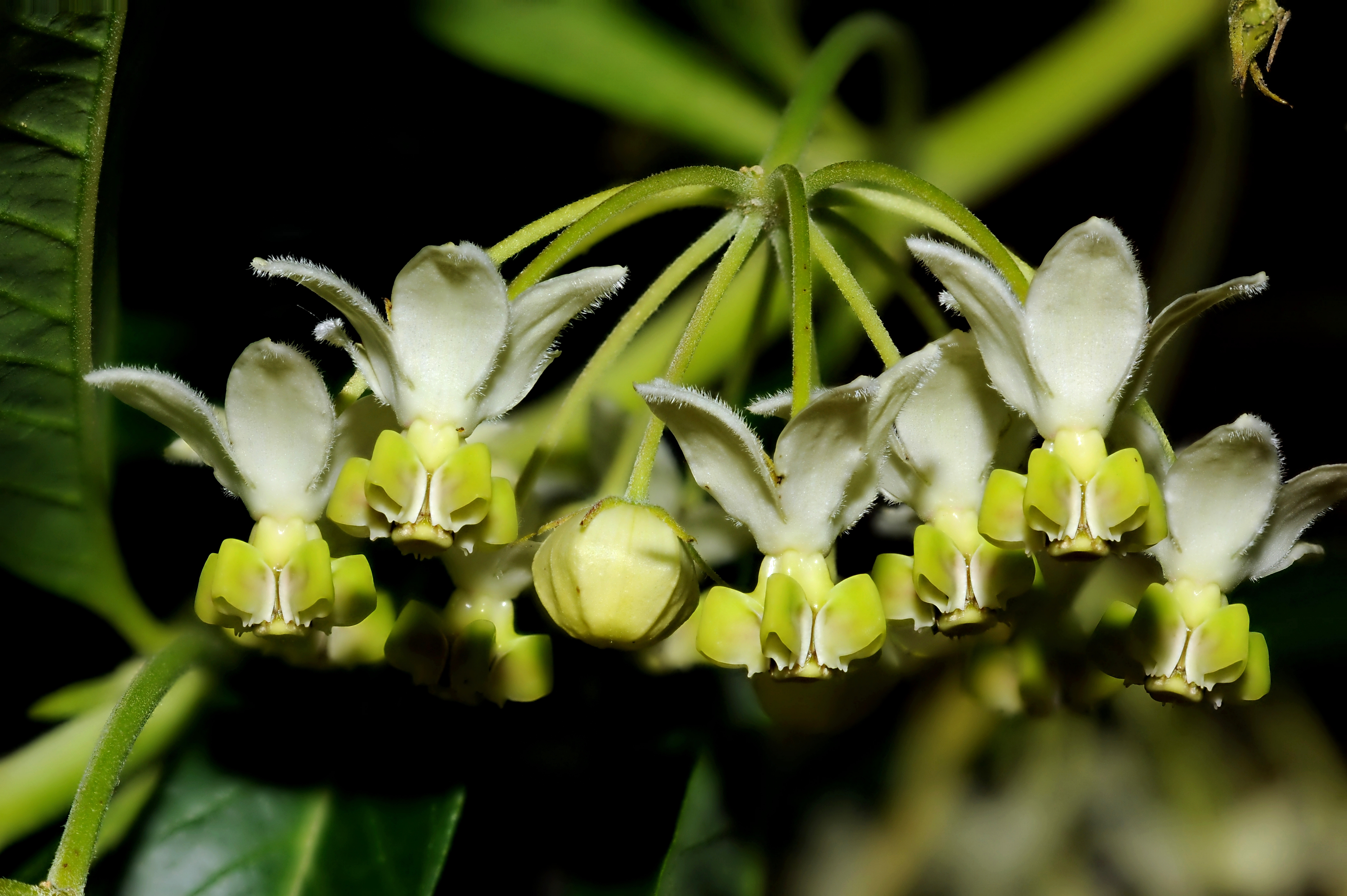 2011-07-25 21-32-23-flowers