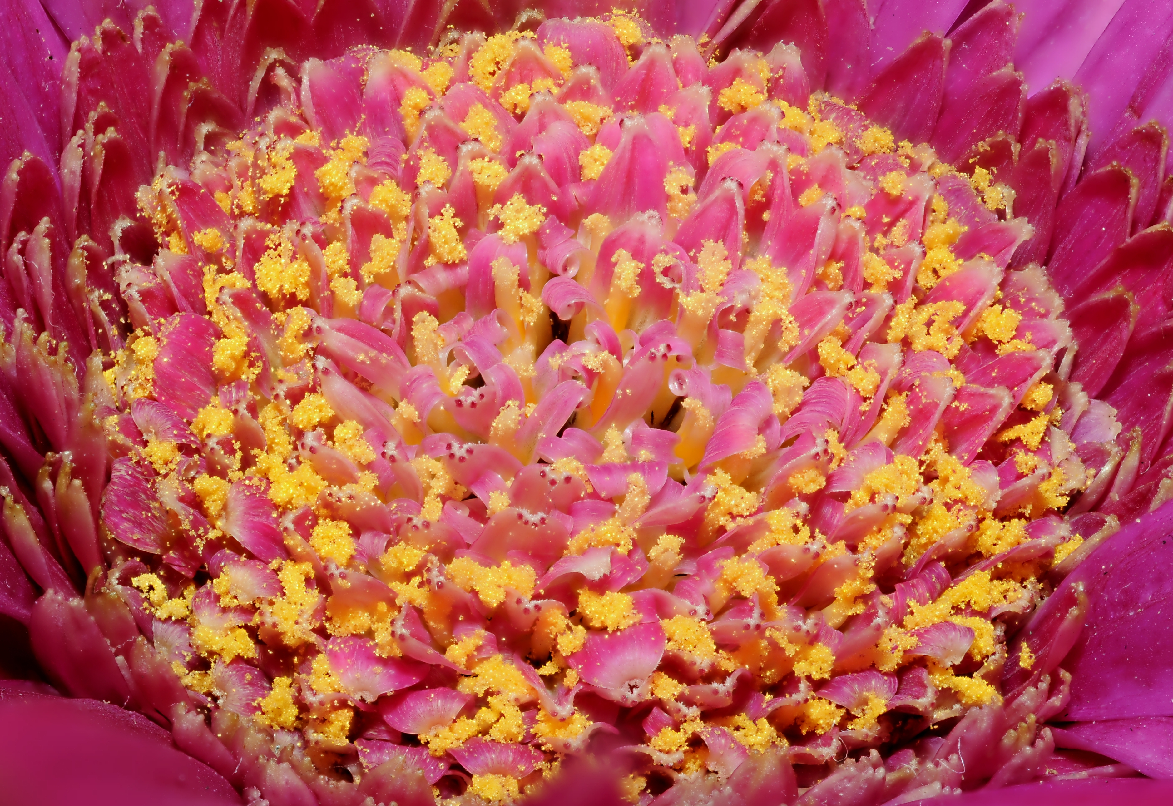 2011-12-04 16-24-26-Asteraceae-71f