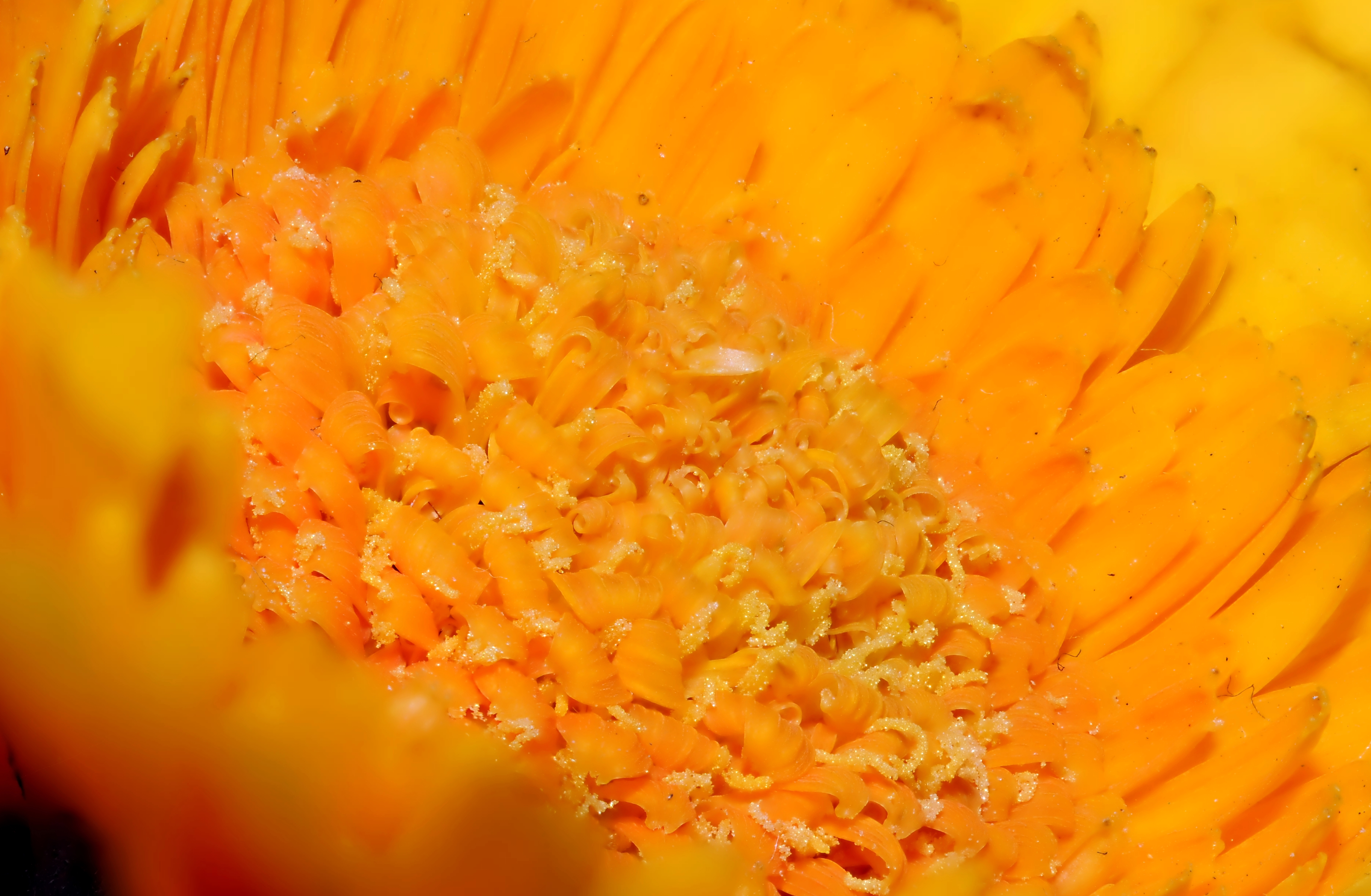 2011-12-04 16-28-58-Asteraceae-88f
