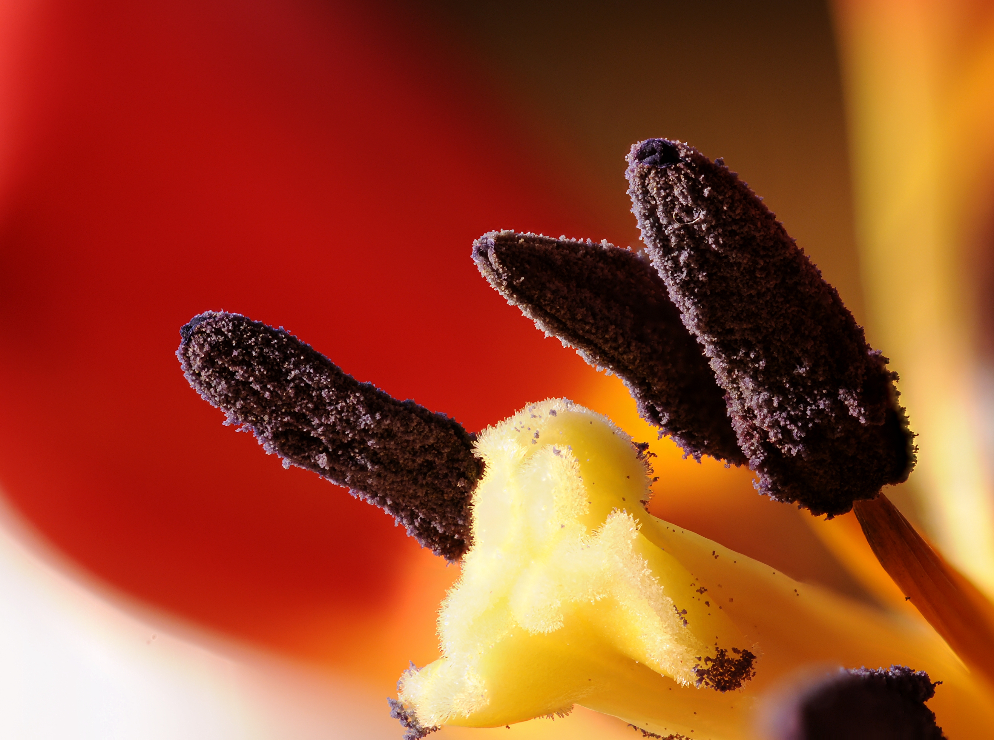 2011-12-25 22-31-13-etamines-tulipe-29f