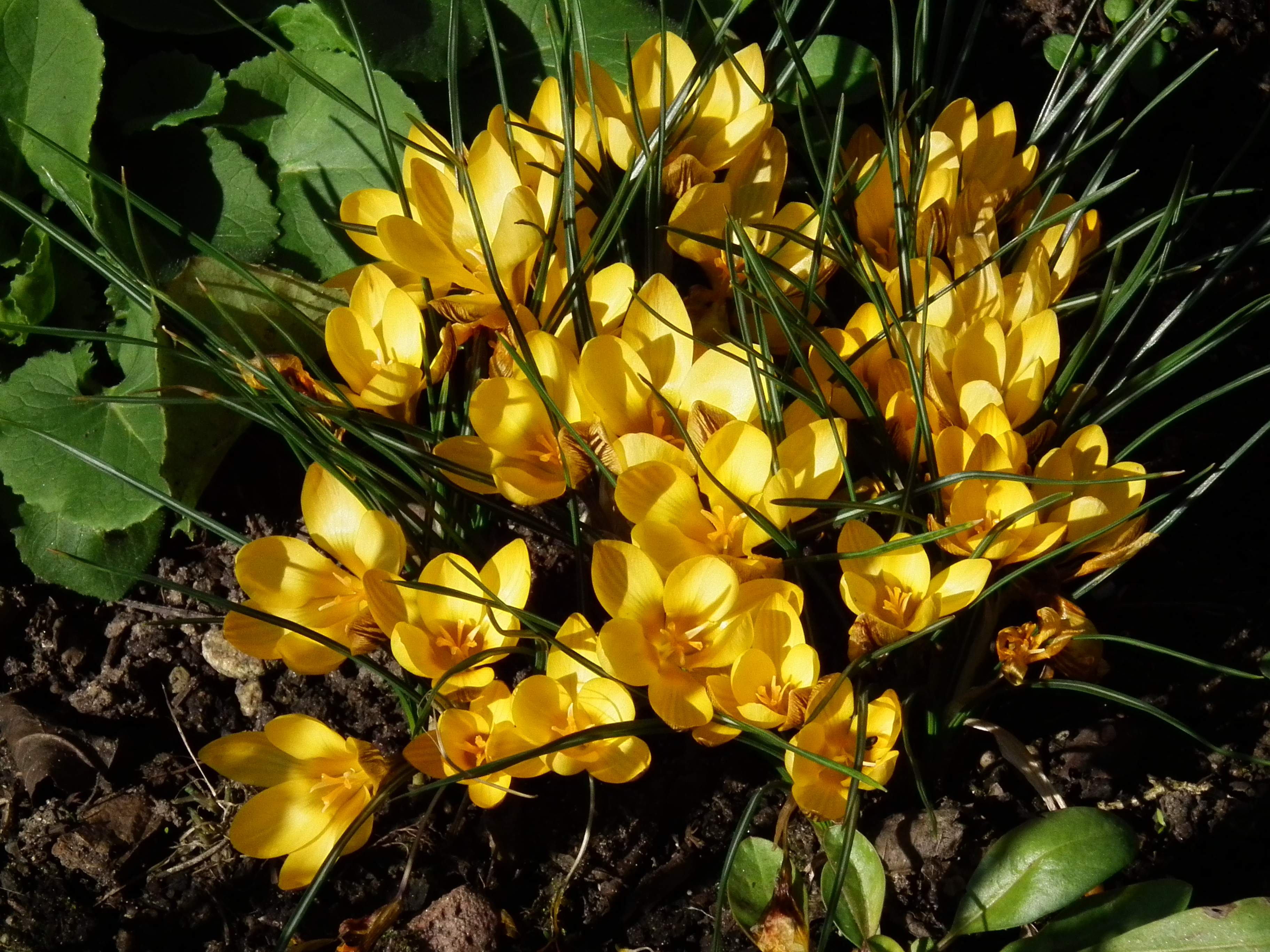 2011 Gelbe Krokusblüten