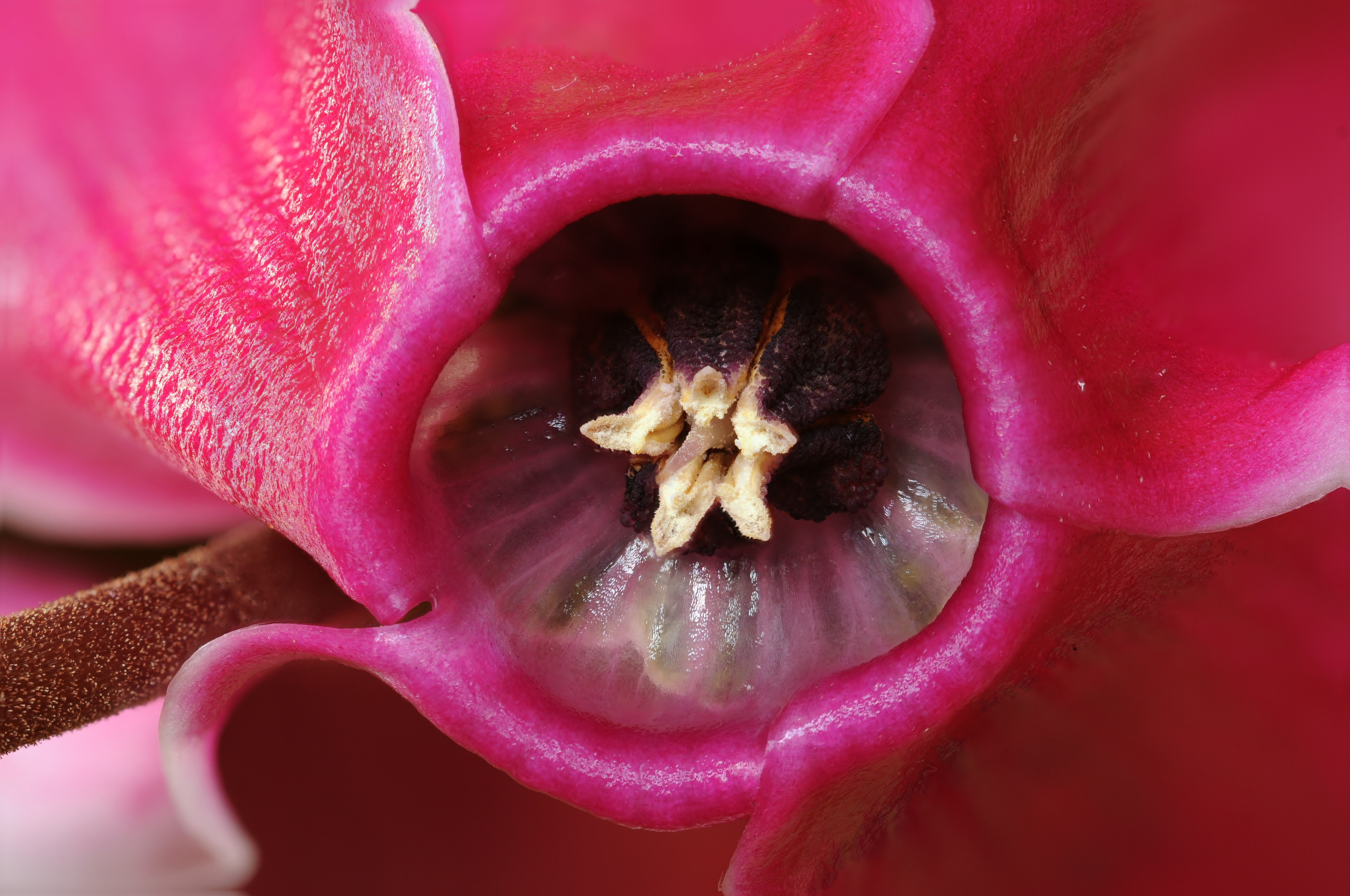 2012-04-03 16-51-02-flower