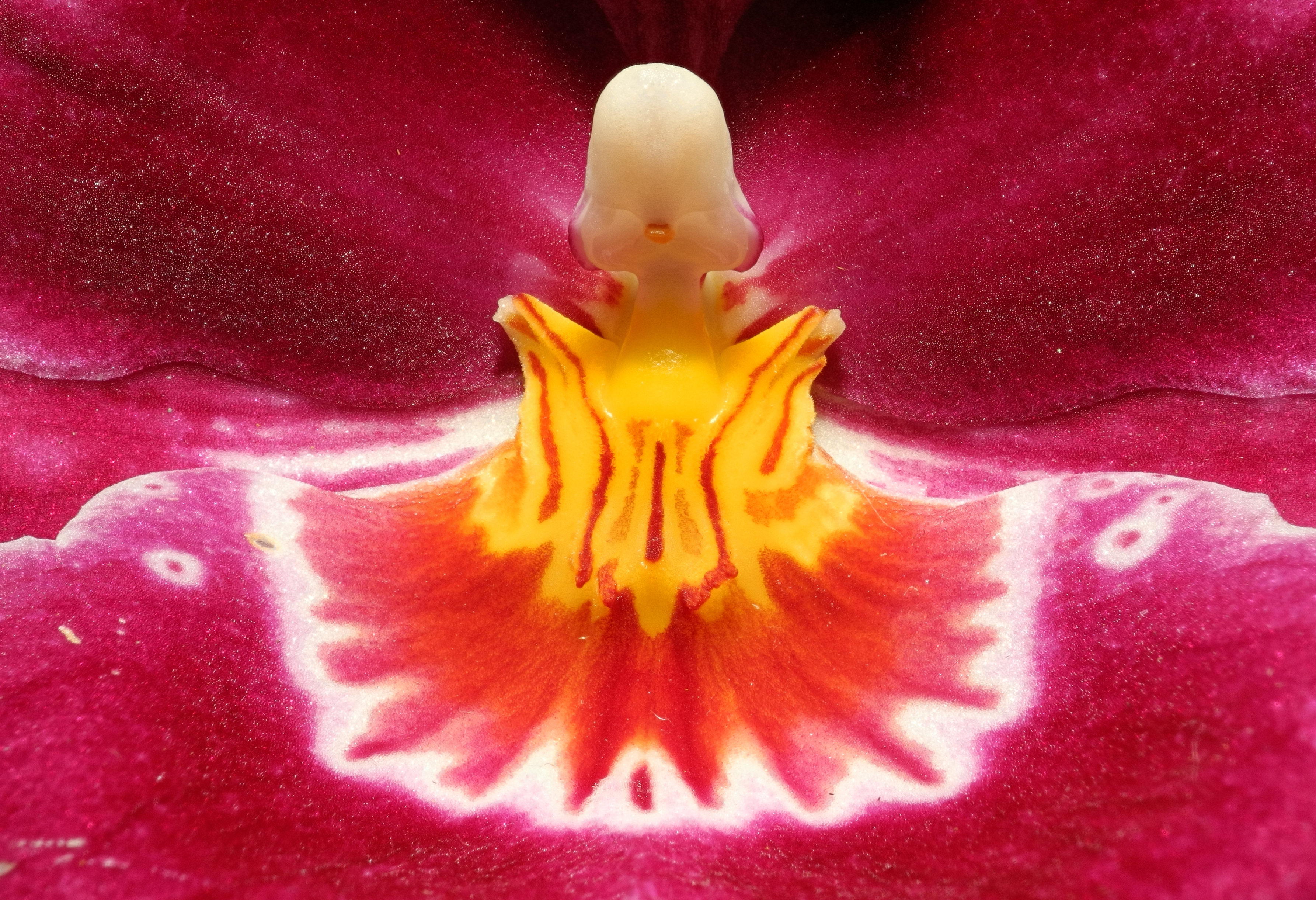 2013-04-30 14-30-08-Orchidaceae-7f