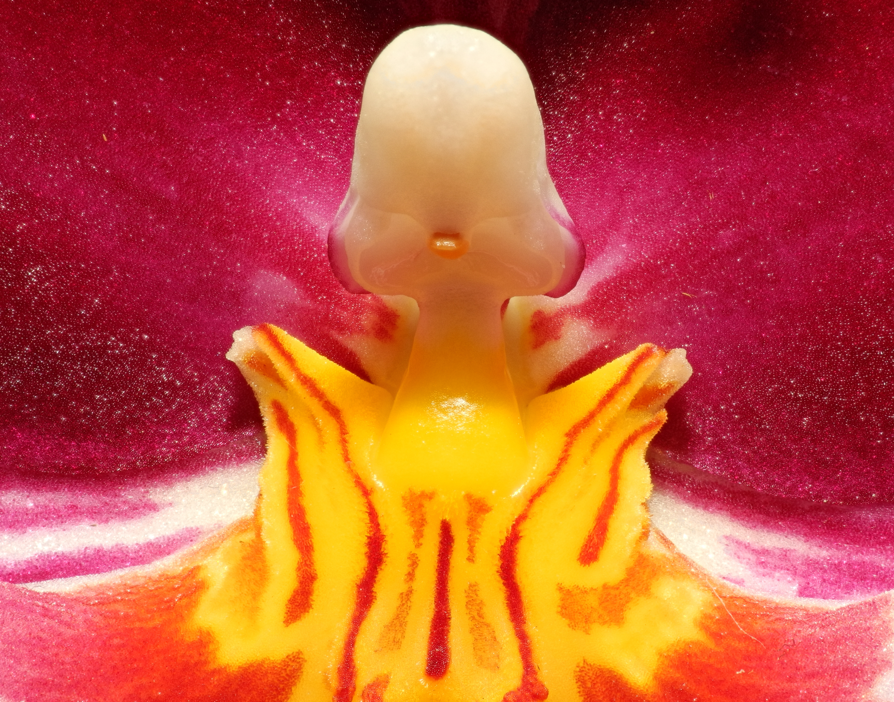 2013-04-30 14-31-19-Orchidaceae-9f