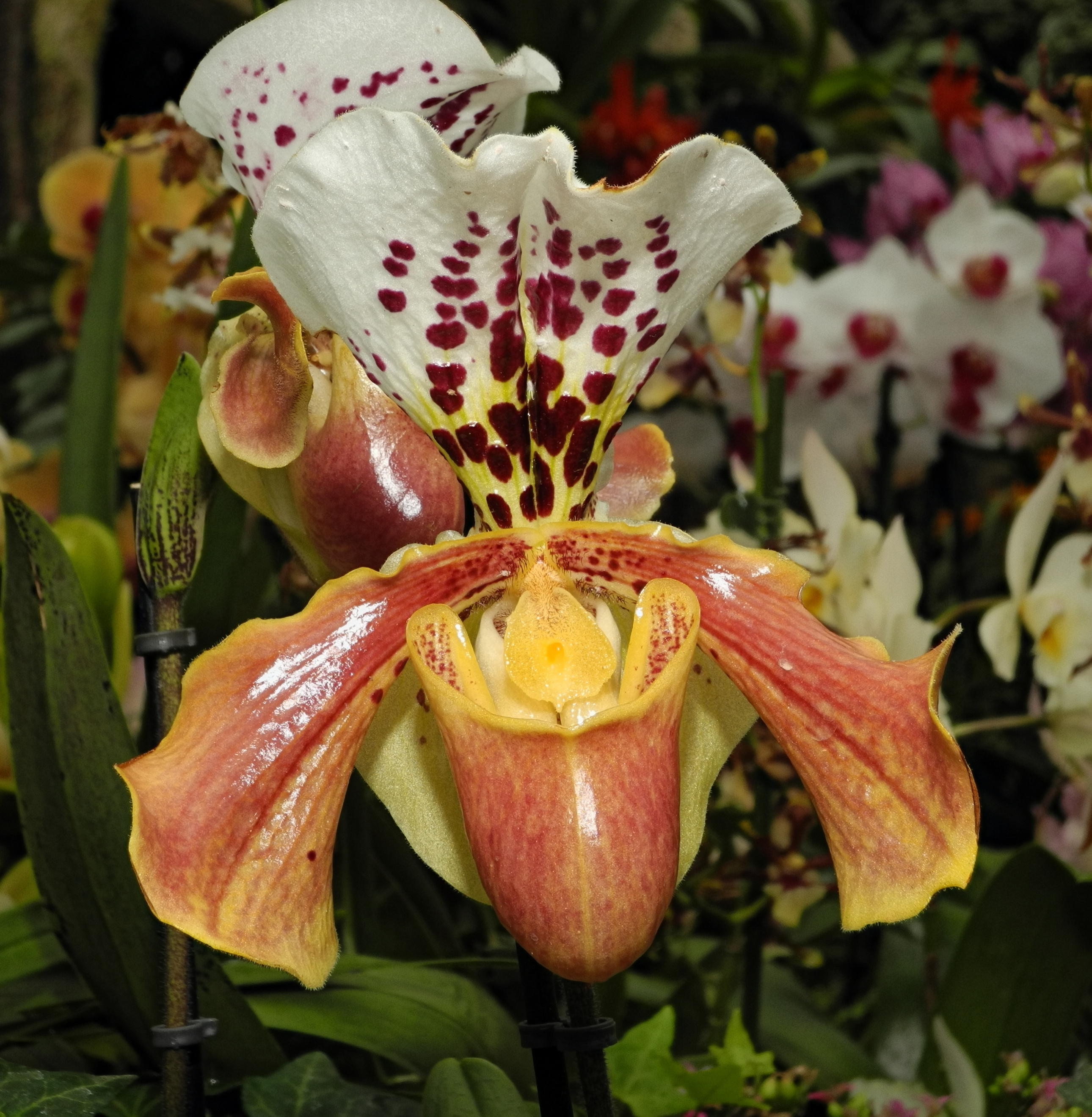 2013-04-30 15-06-57-Orchidaceae-7f