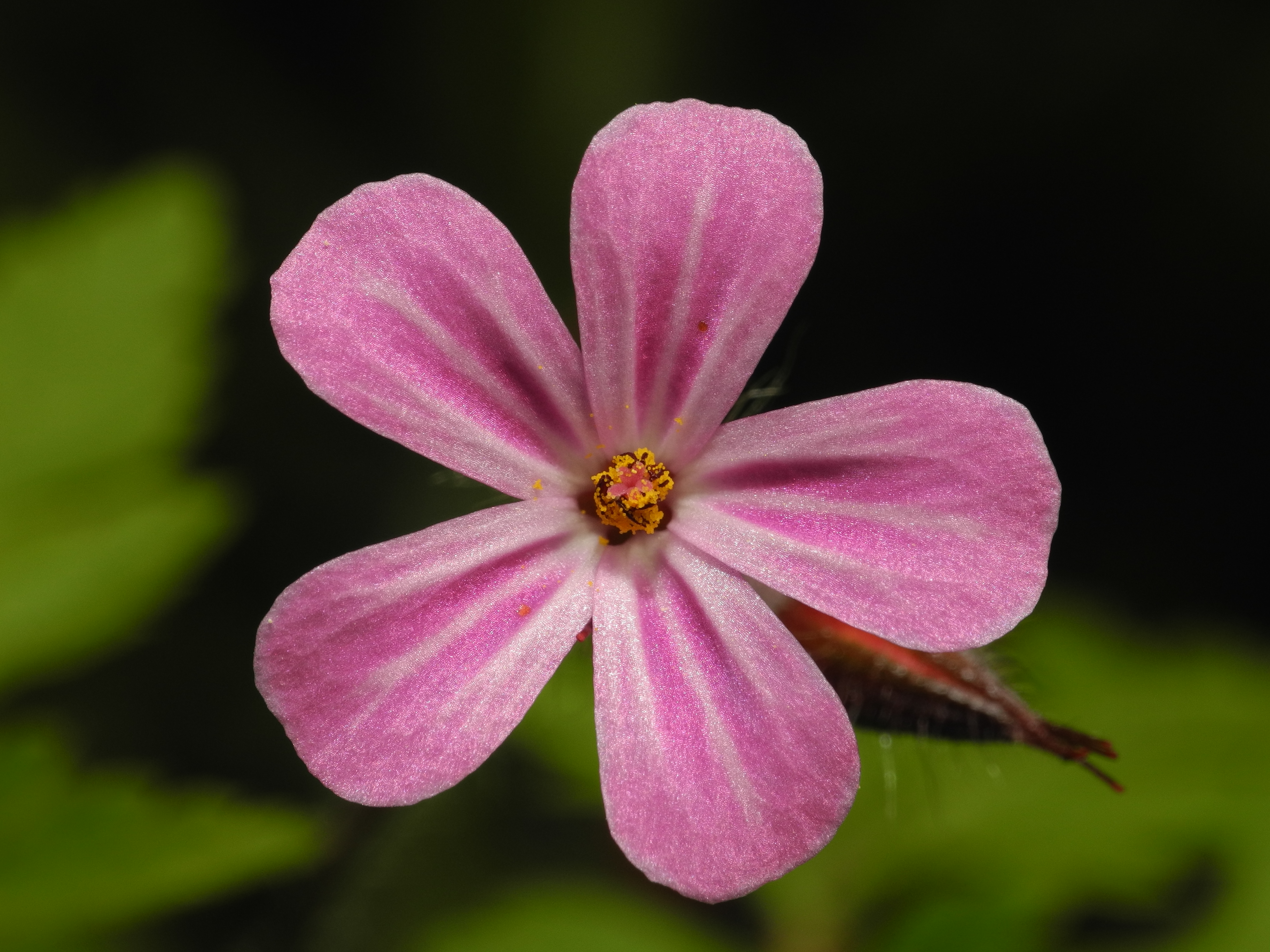 2013-05-09 15-28-19-fleur