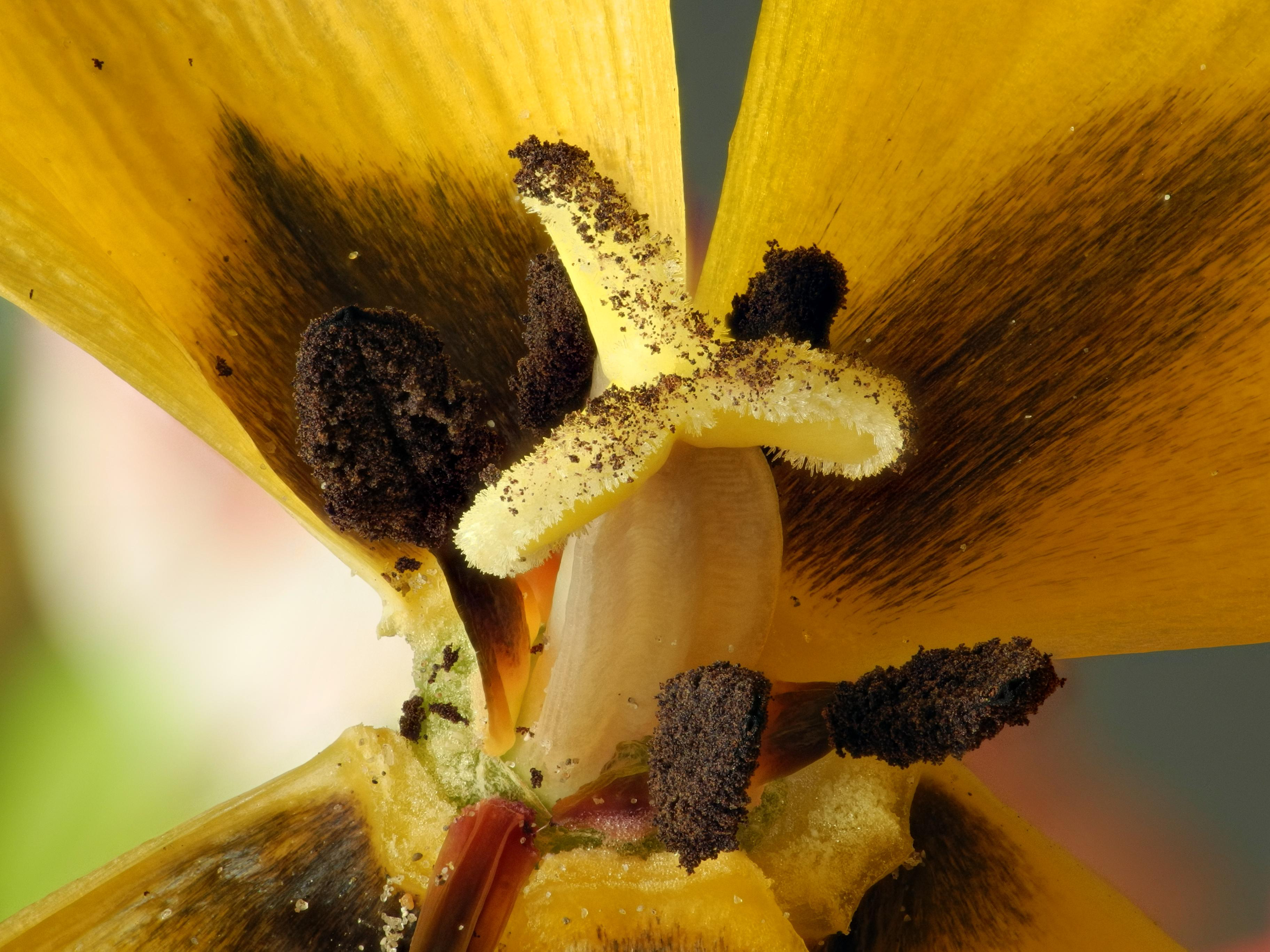 2013-05-10 17-10-06-tulipe-55f
