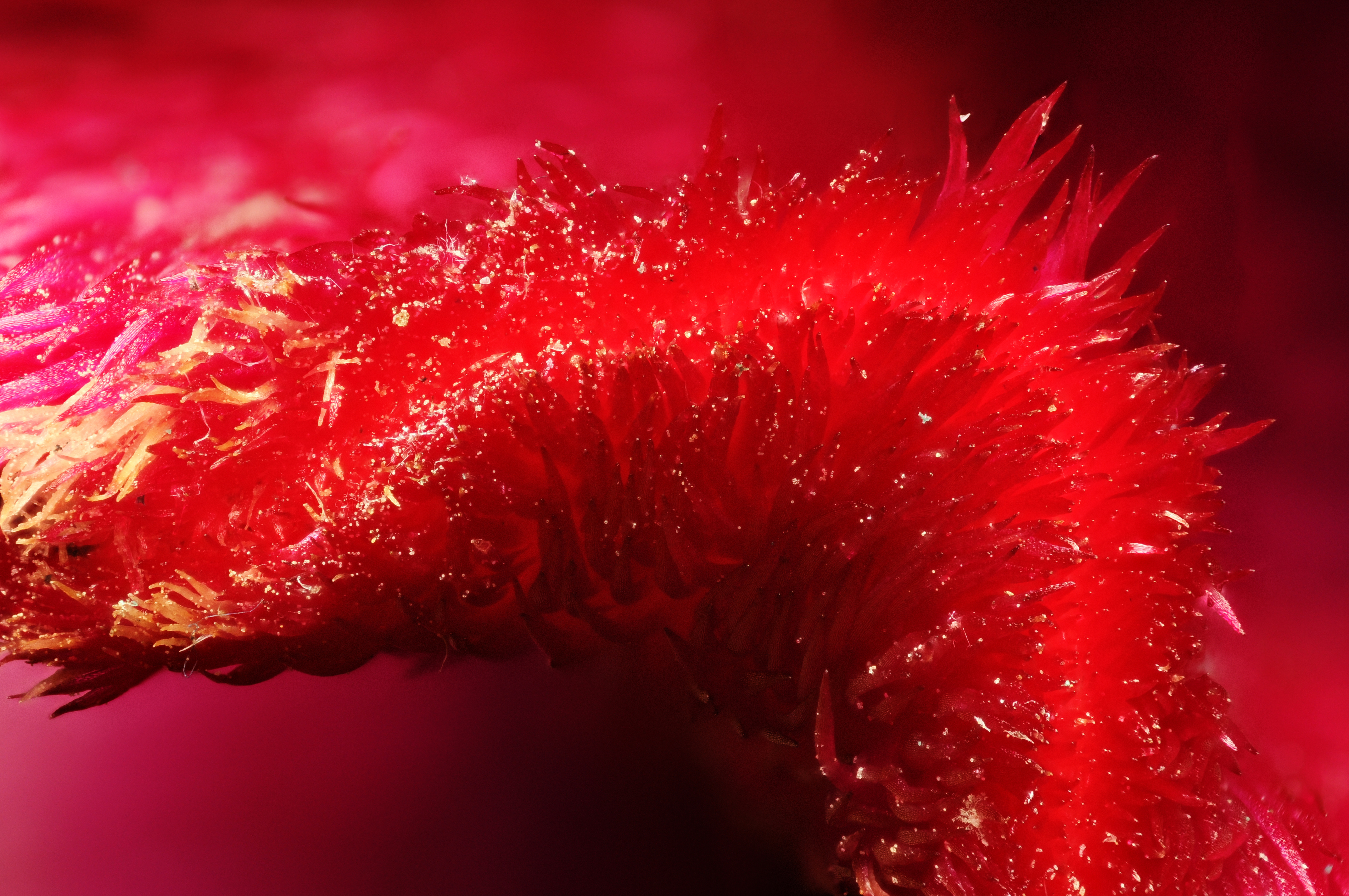 2013-06-02 23-06-34-Amaranthus-61f