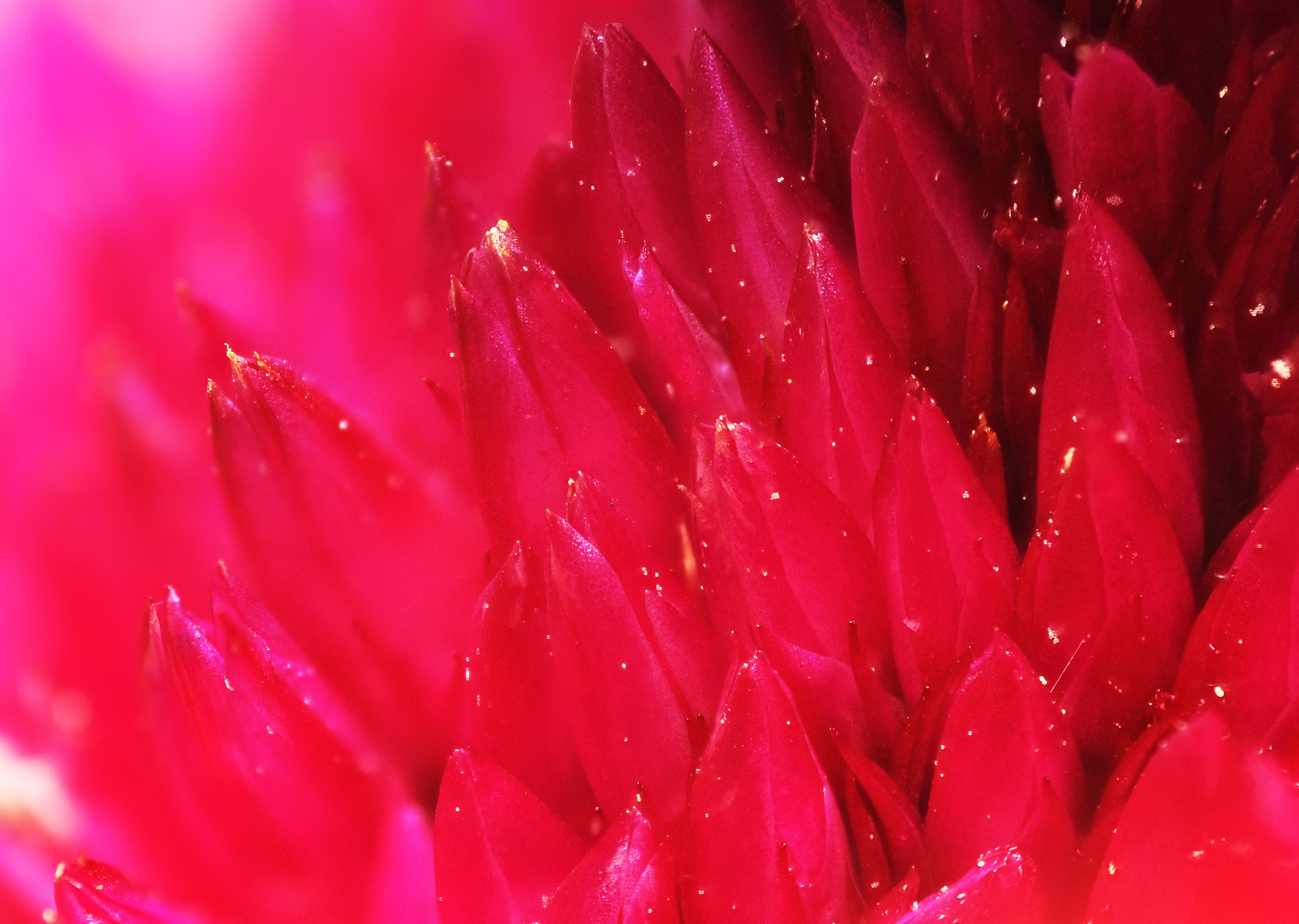 2013-06-02 23-11-13-Amaranthus-92f