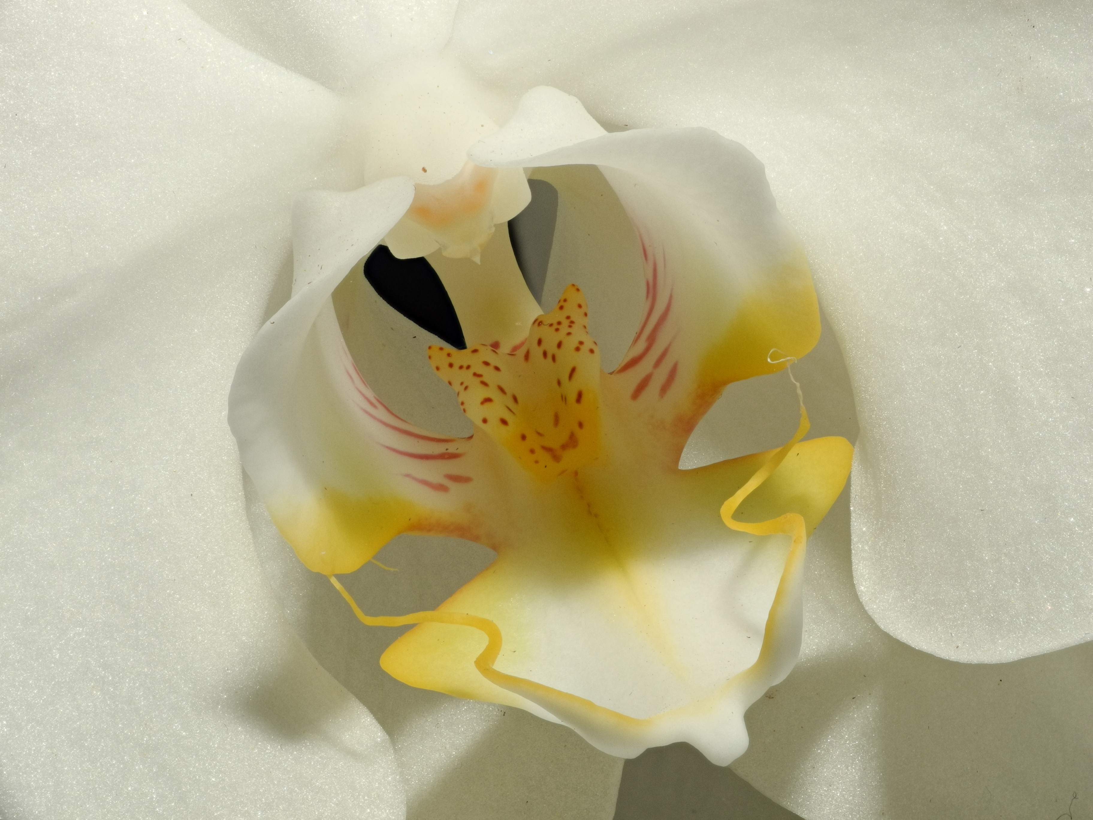 2013-06-23 16-13-05-Orchidaceae-10f