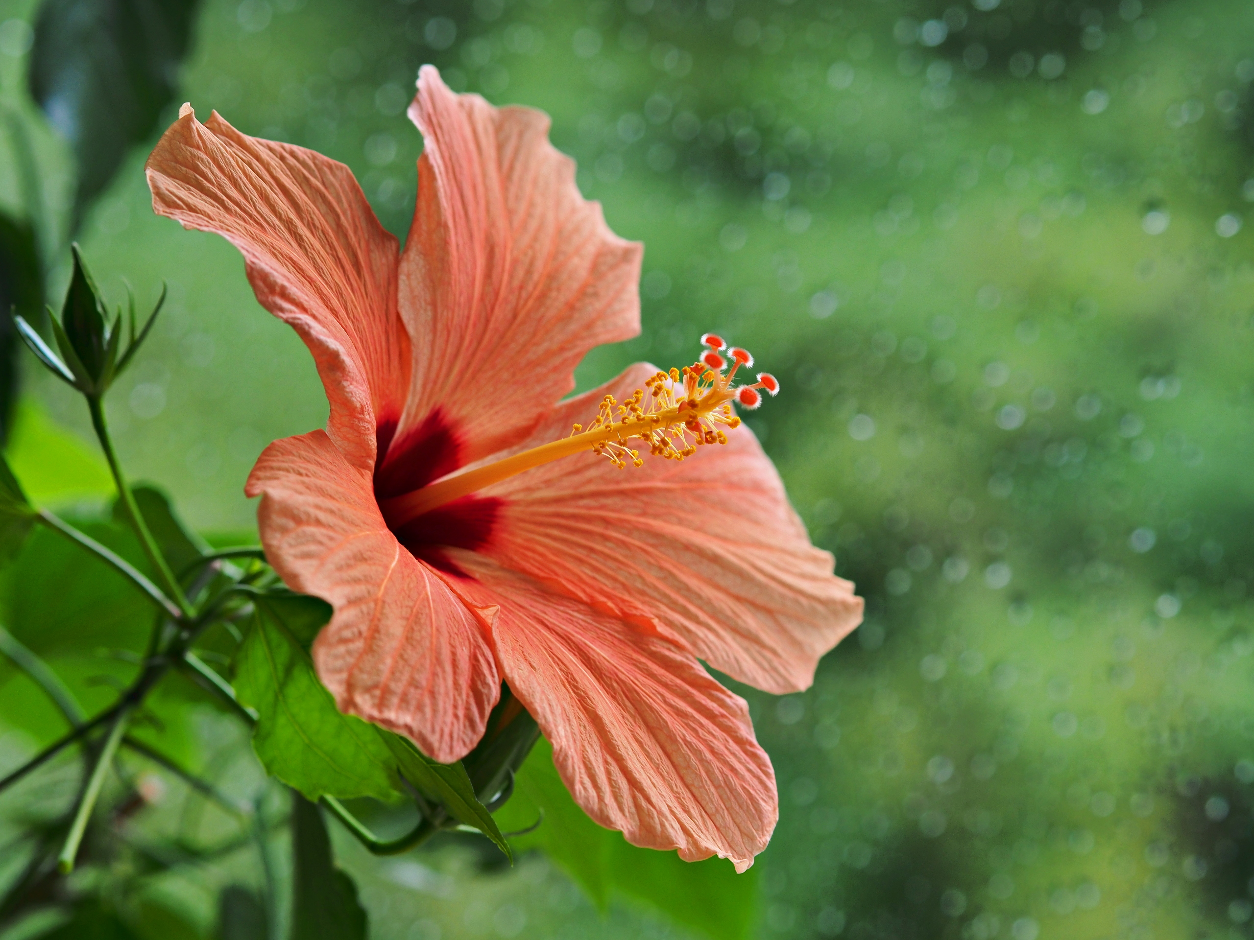 2013-08-25 Hibiscusblüte