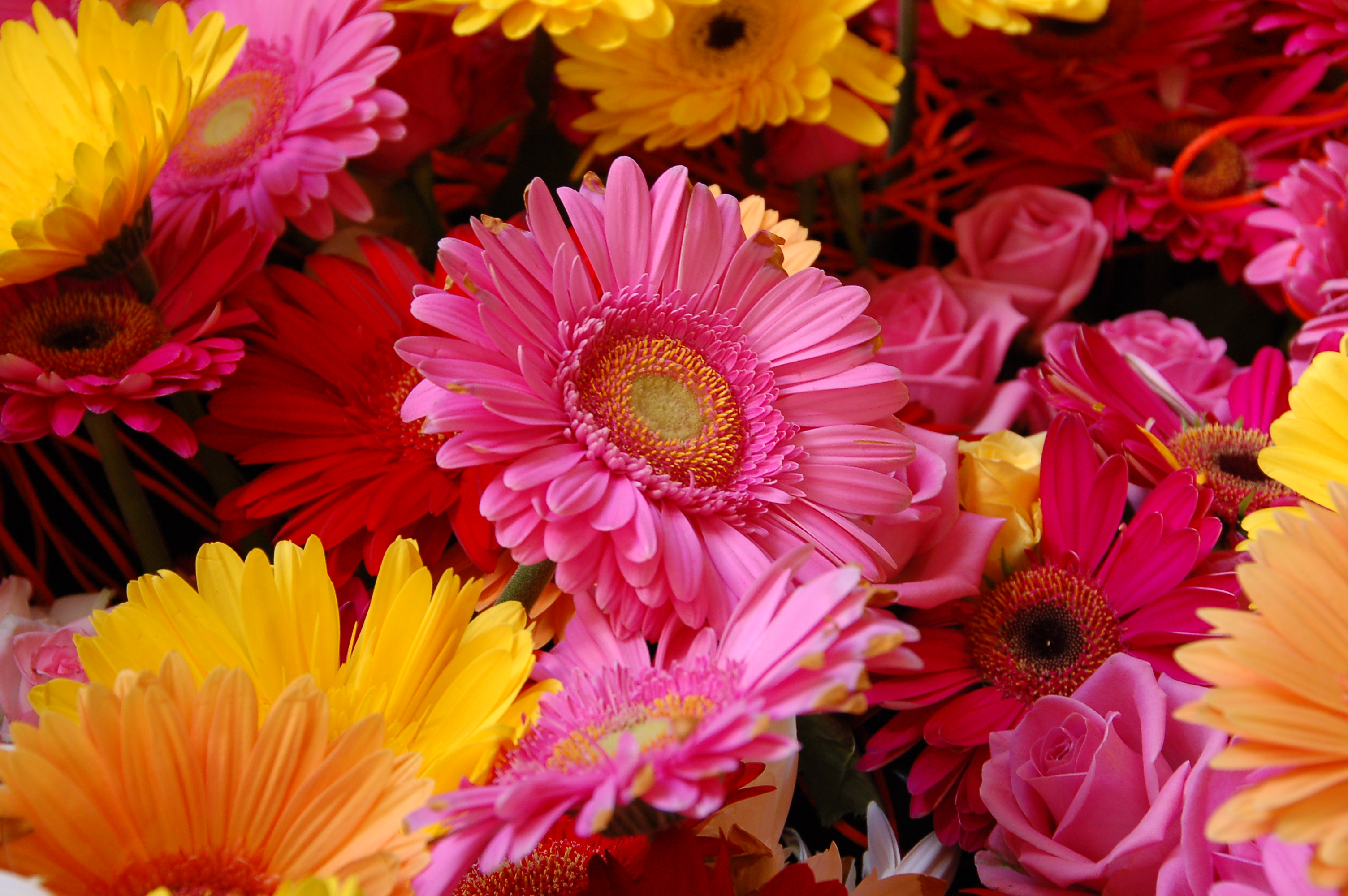 2013 Melbourne International Flower and Garden Show (8585140812) (3)