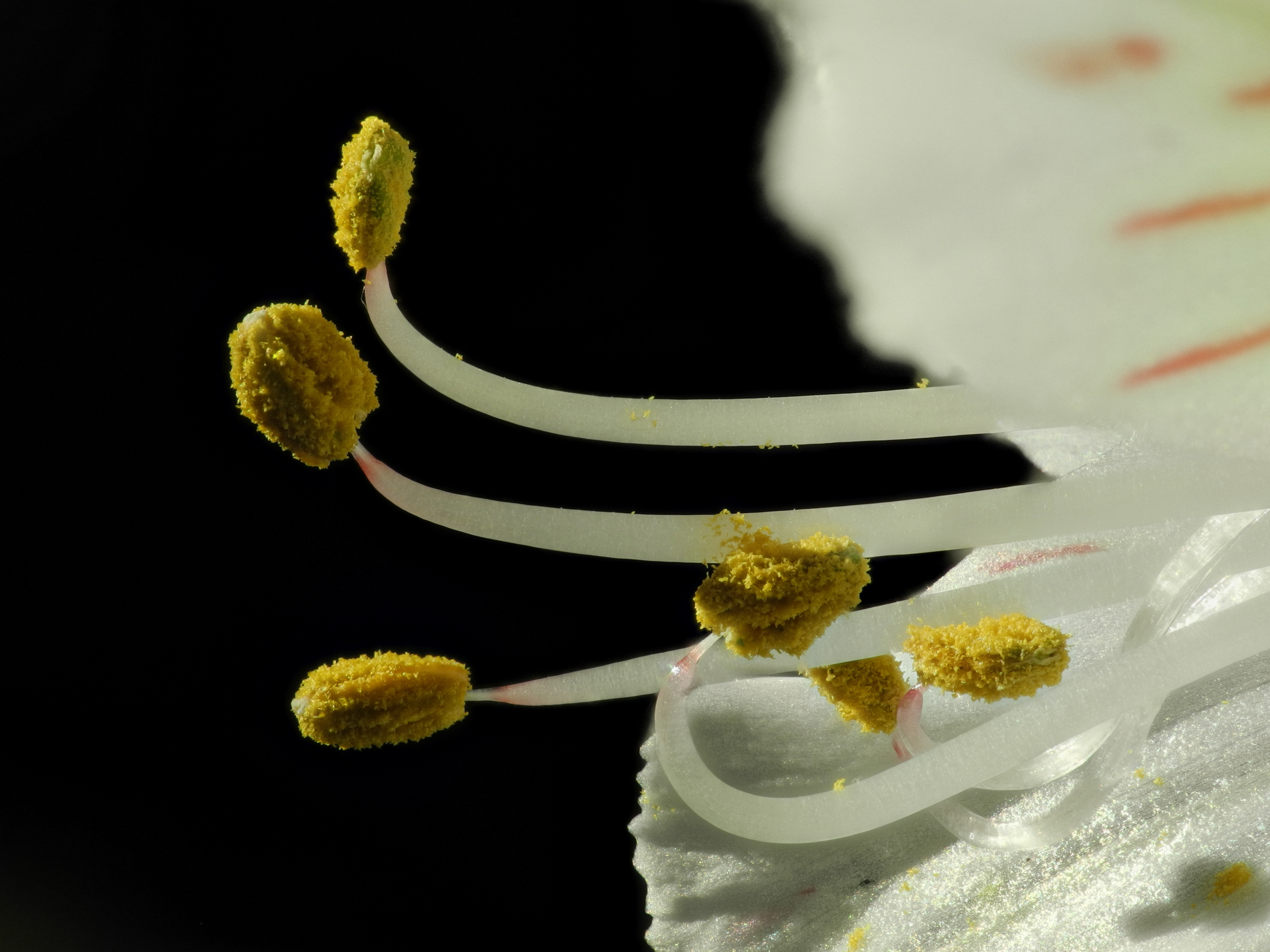 2014-01-01 12-57-56 fleur-28f