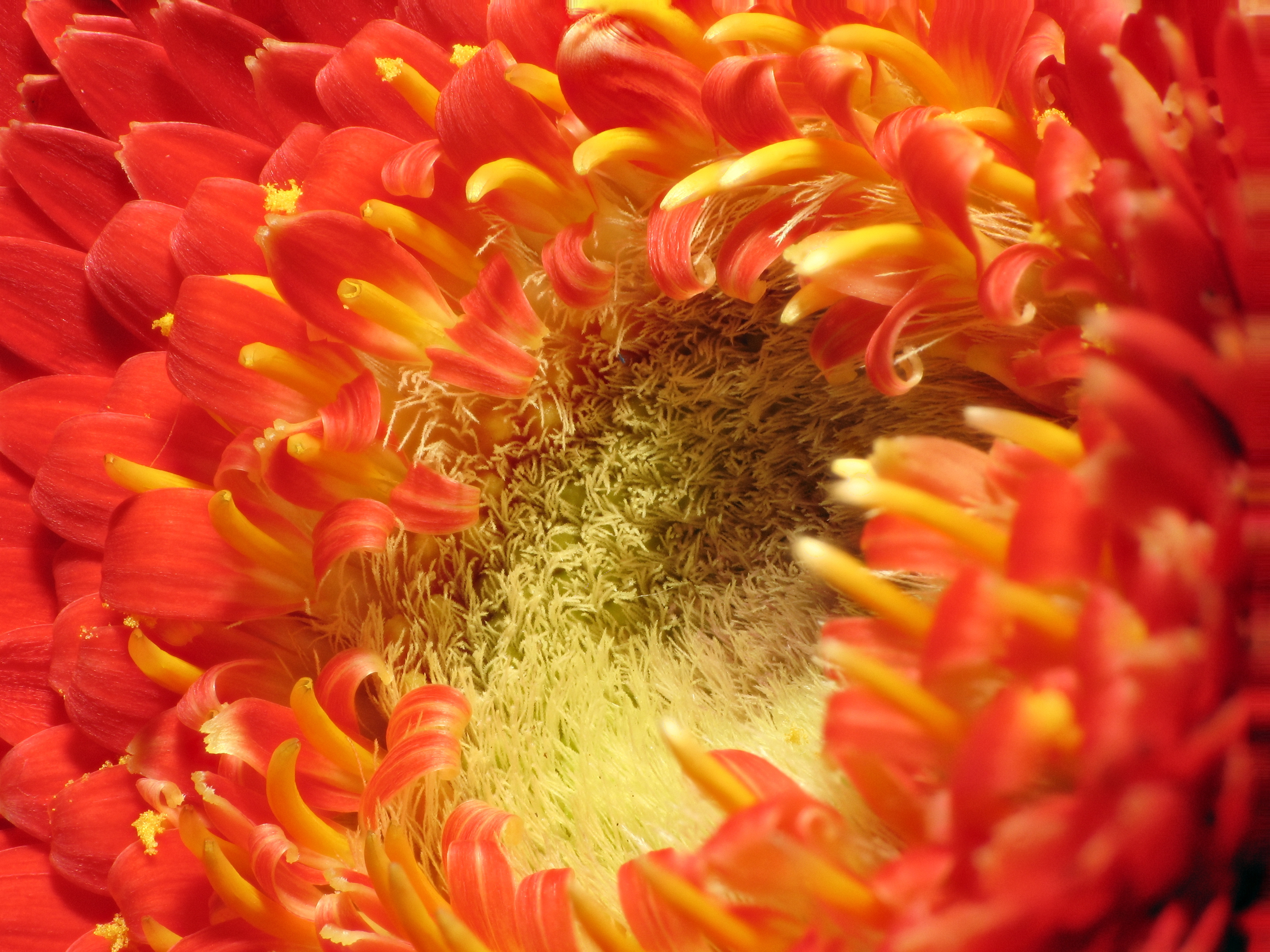 2014-01-03 14-02-17 asteraceae-19f
