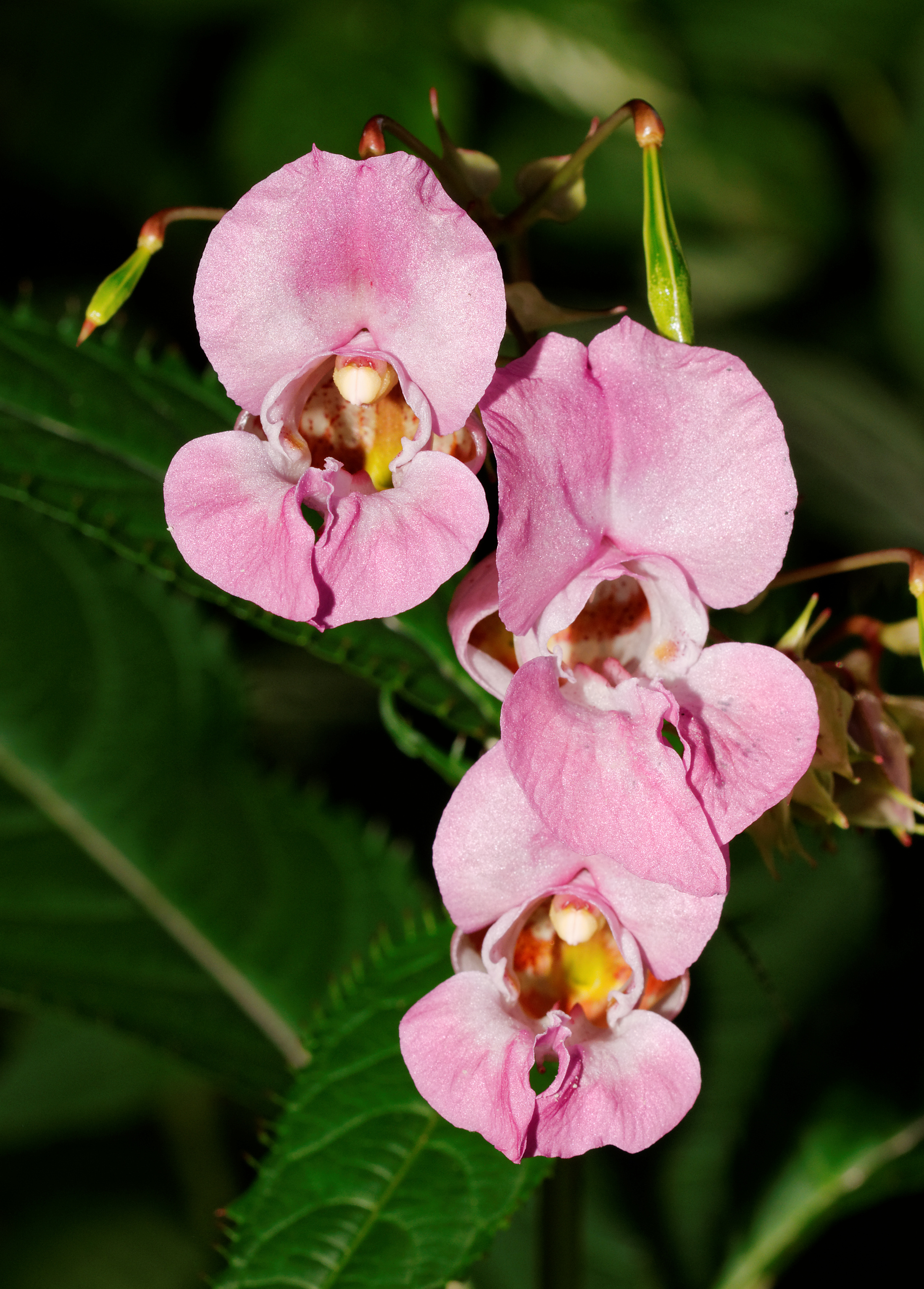 2014-08-21 16-51-25 Impatiens-glandulifera