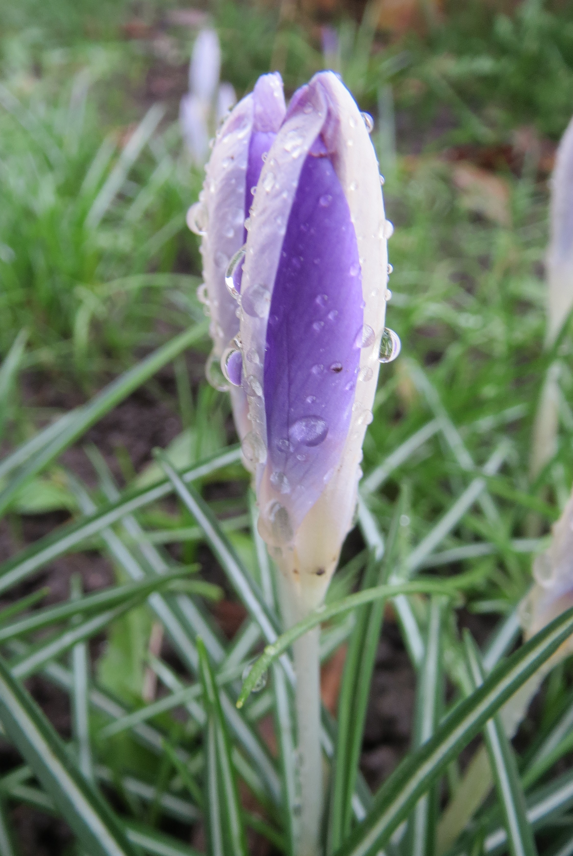 20140213Crocus tommasinianus3