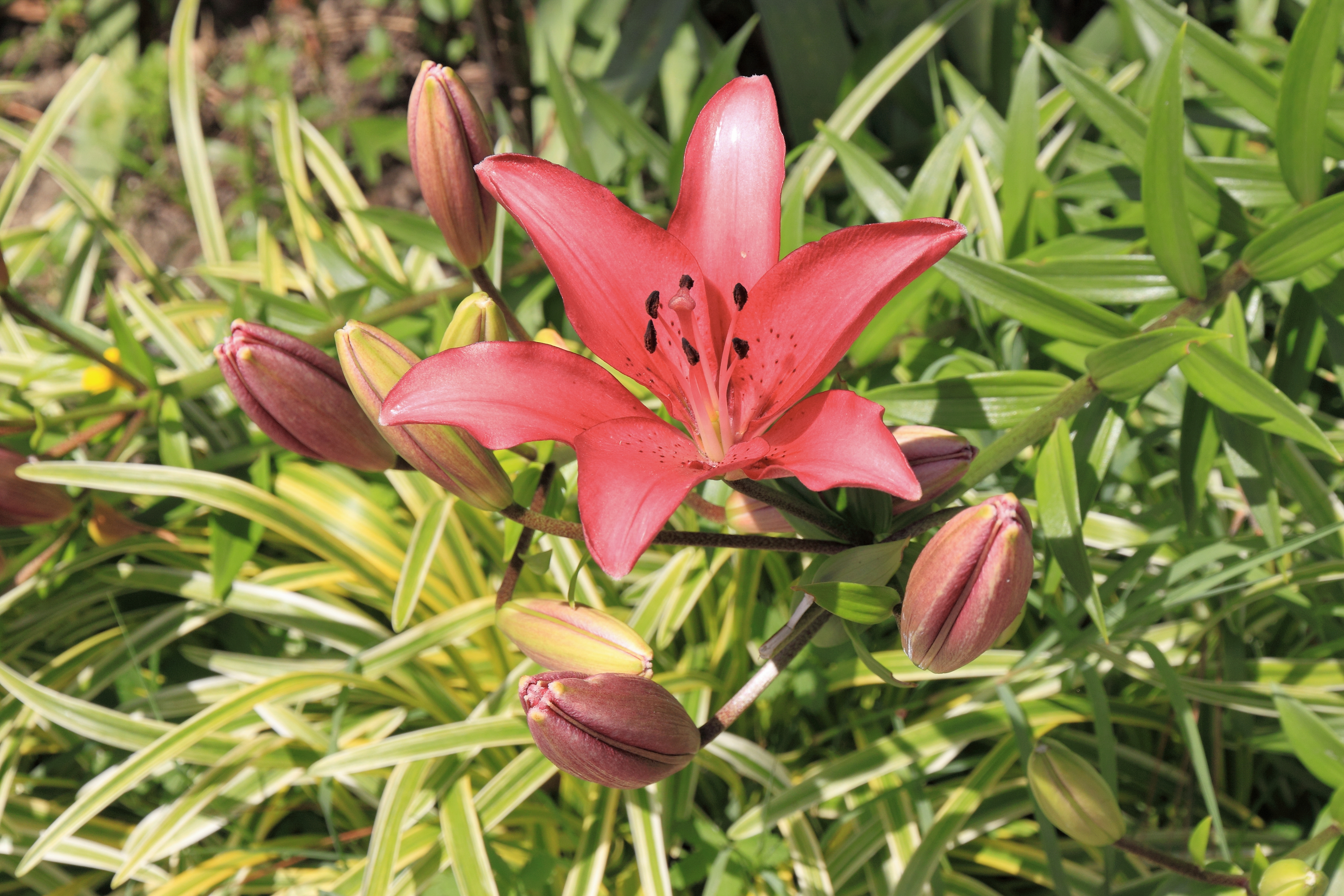 2014 Suchum, Ogród botaniczny (29)