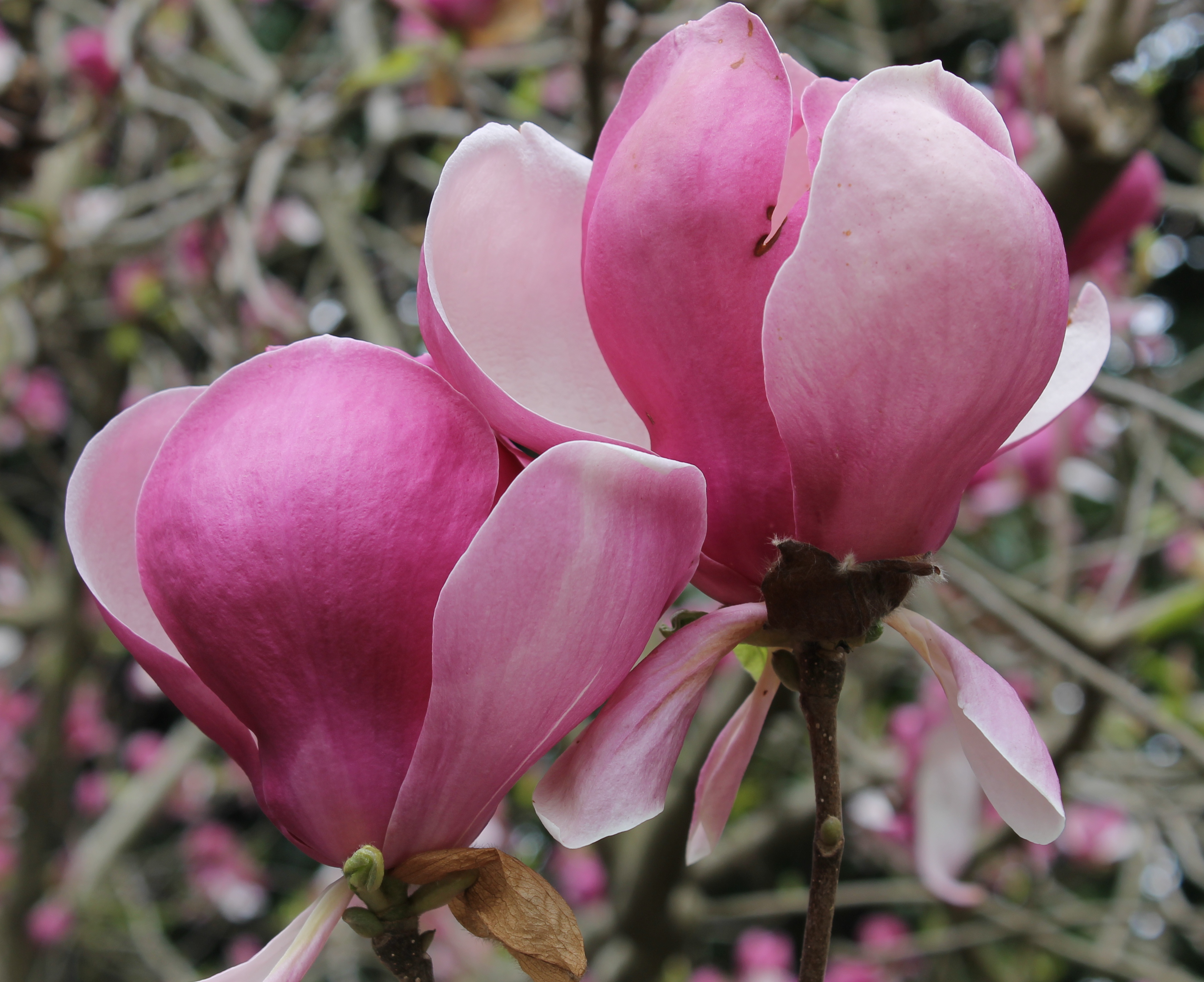 20150330 Magnolie Sochi