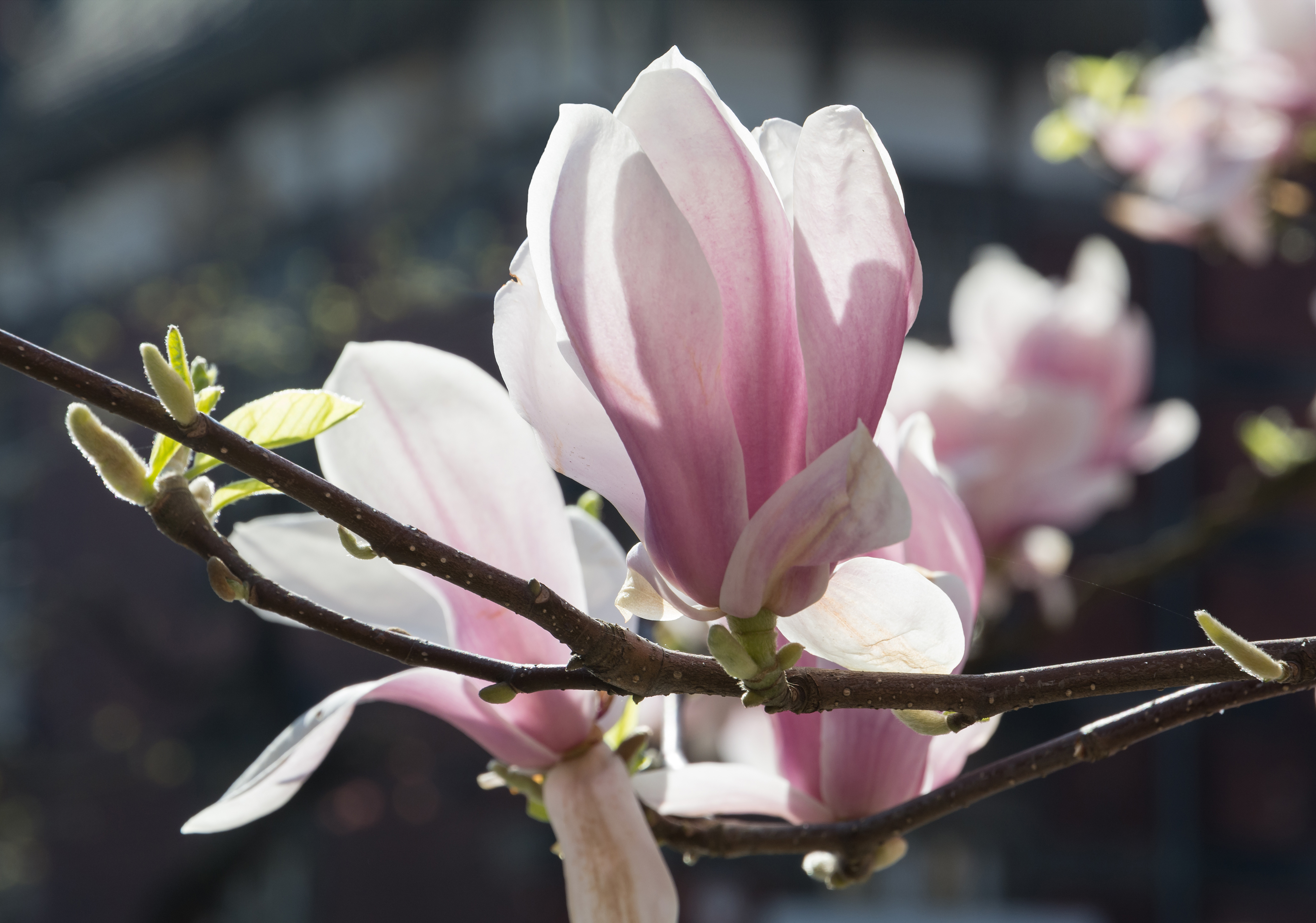 2015 Kwiaty magnolii pośredniej