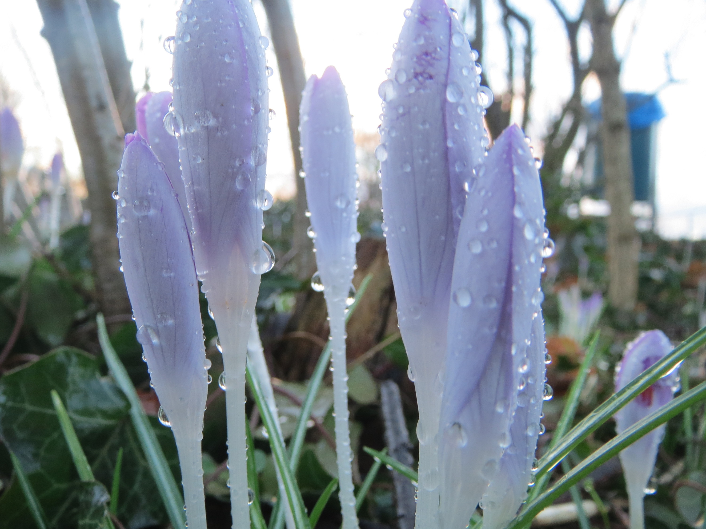20160203Crocus tommasinianus2