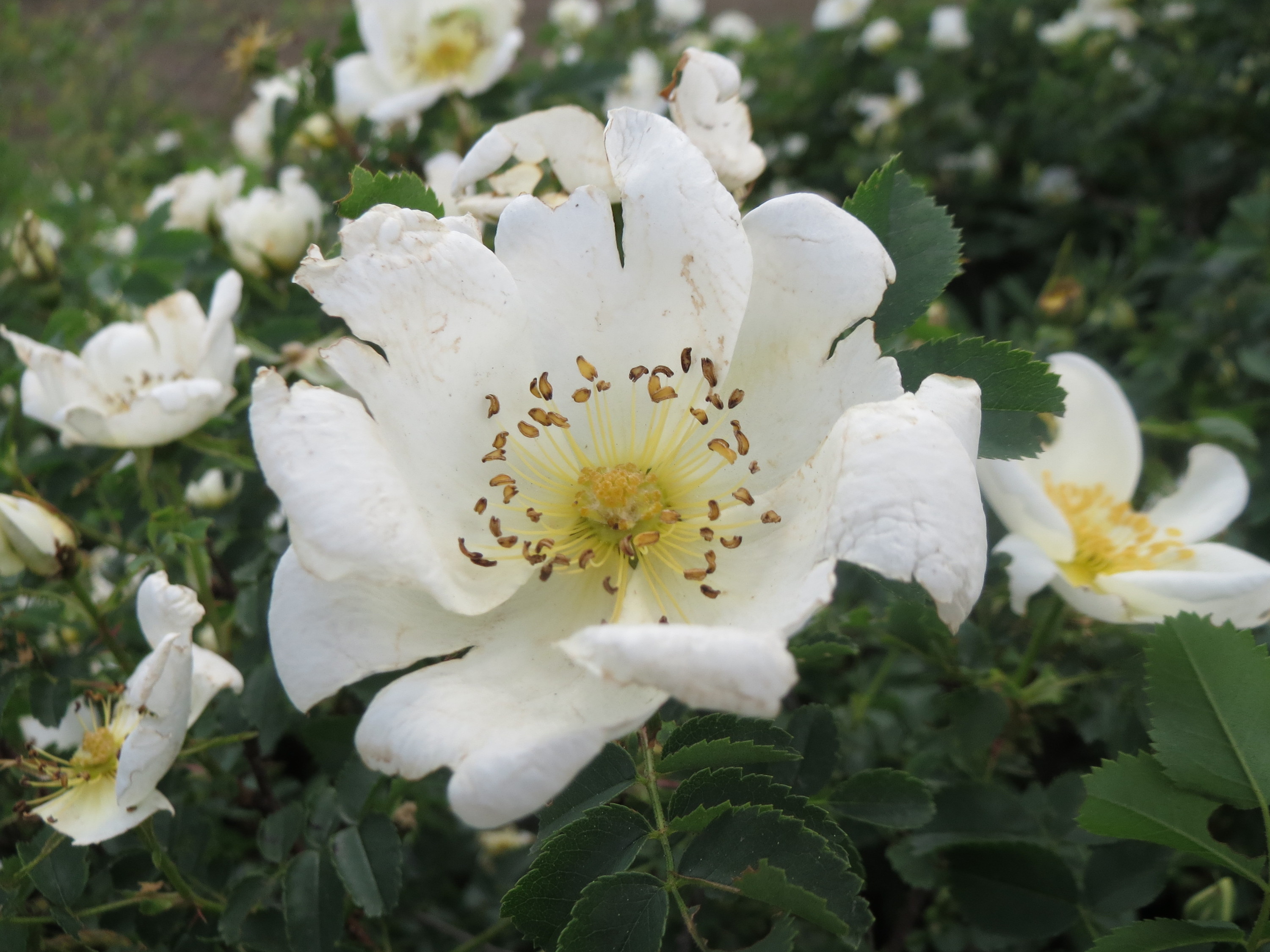 20160514Rosa spinosissima1