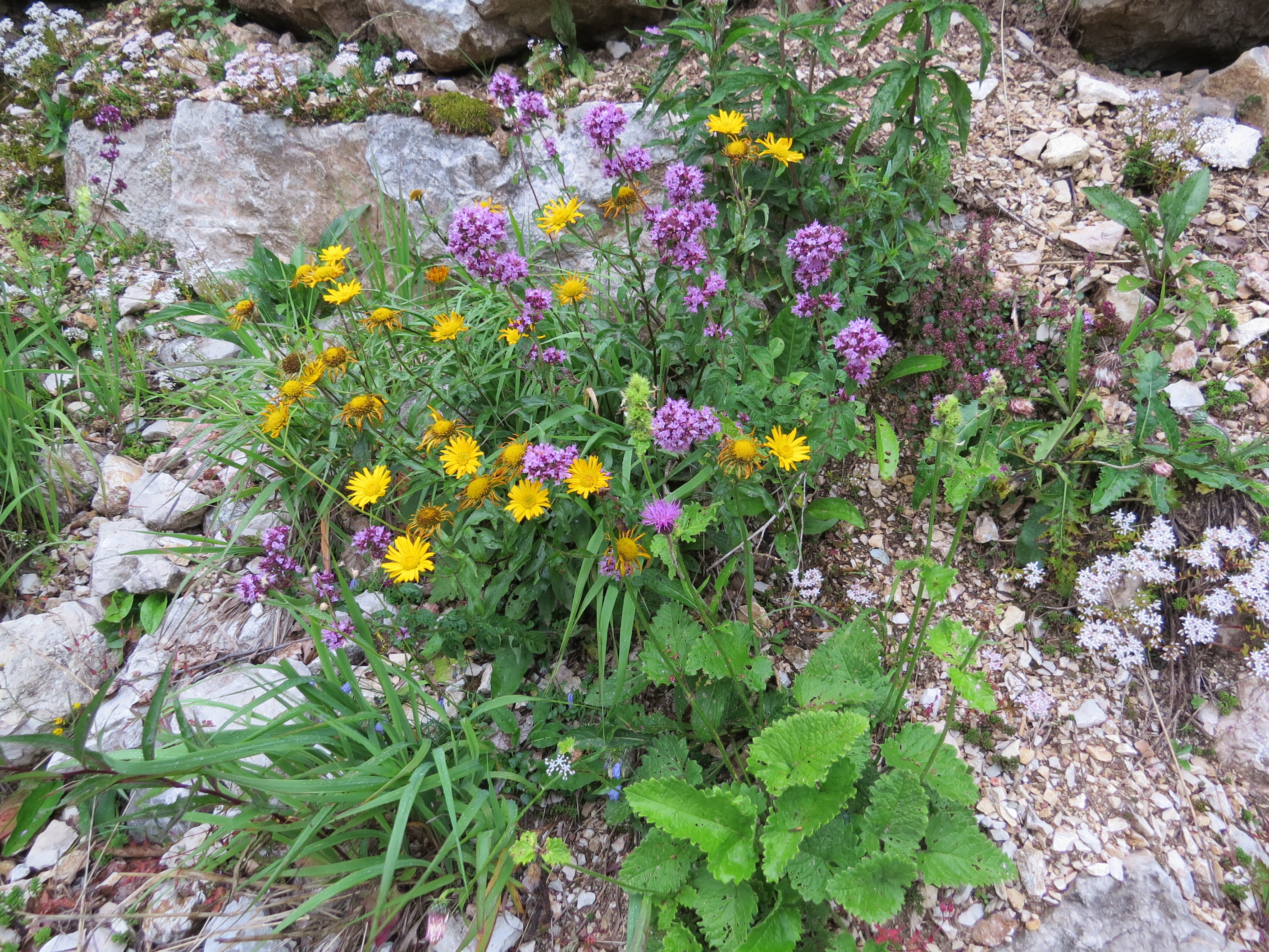 2017-07-23 (44) Origanum vulgare (oregano) and Buphthalmum salicifolium (ox-eye) at Dürrenstein (Ybbstaler Alpen)