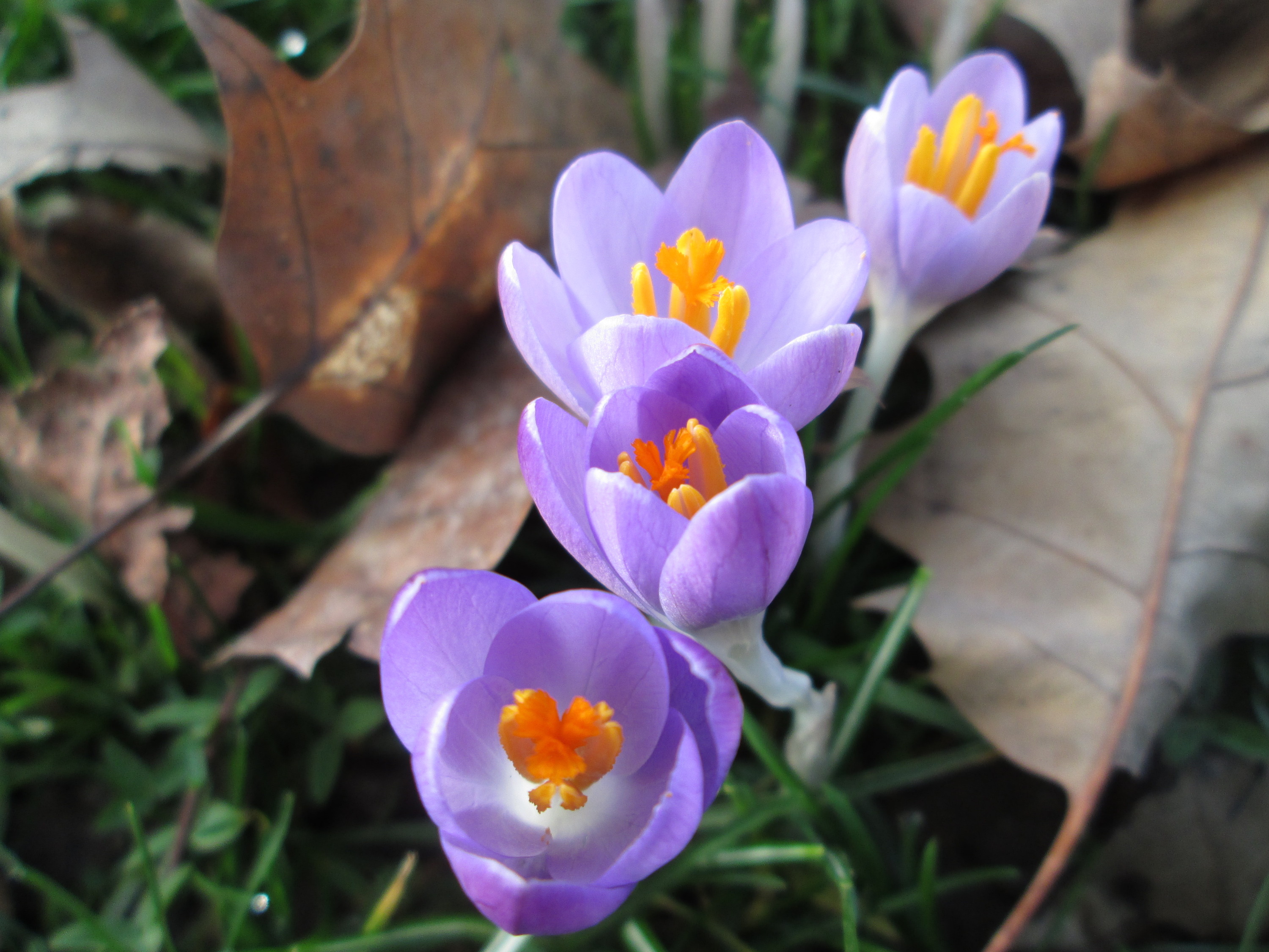 20180130Crocus tommasinianus2
