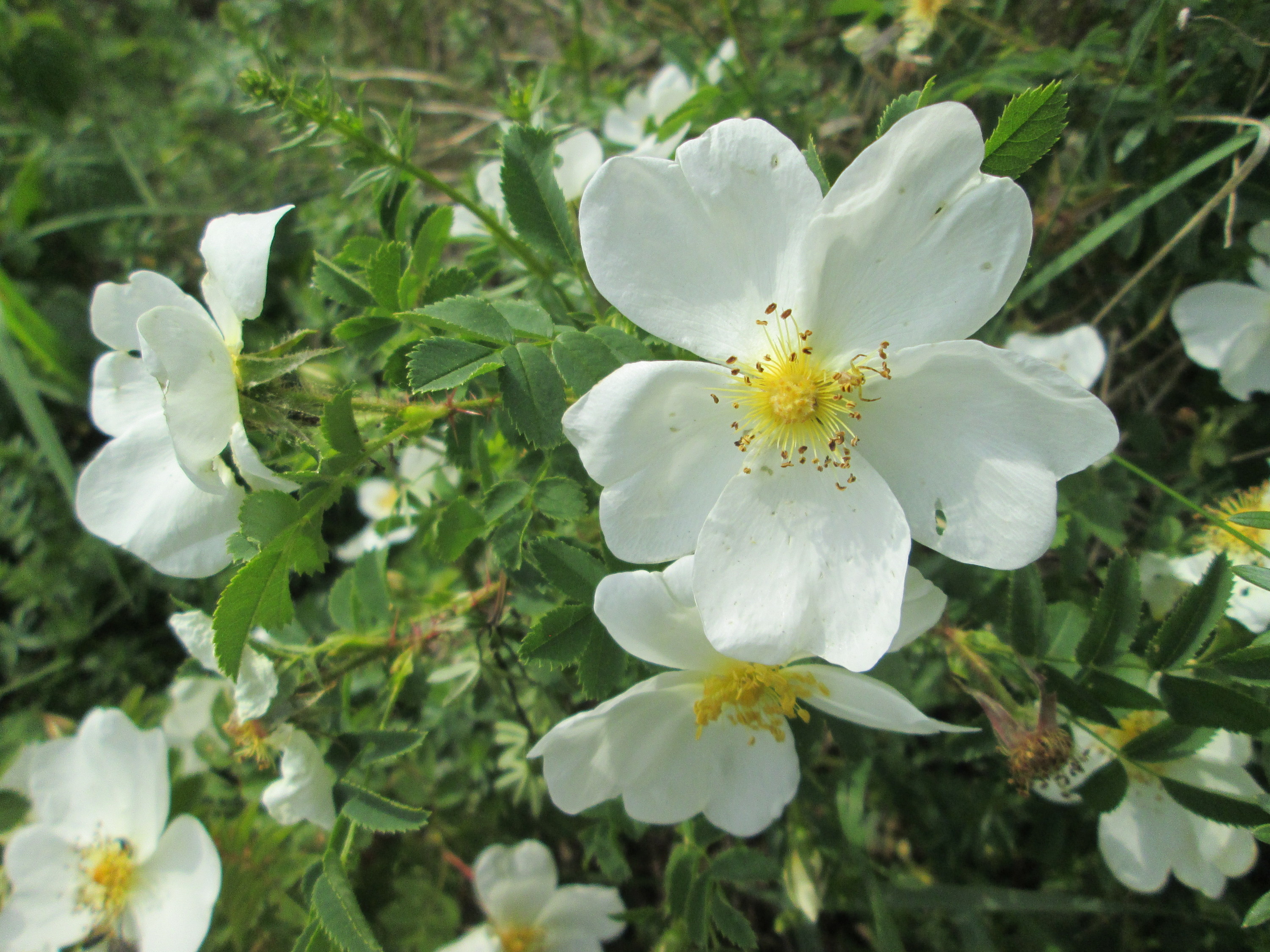 20180503Rosa spinosissima2