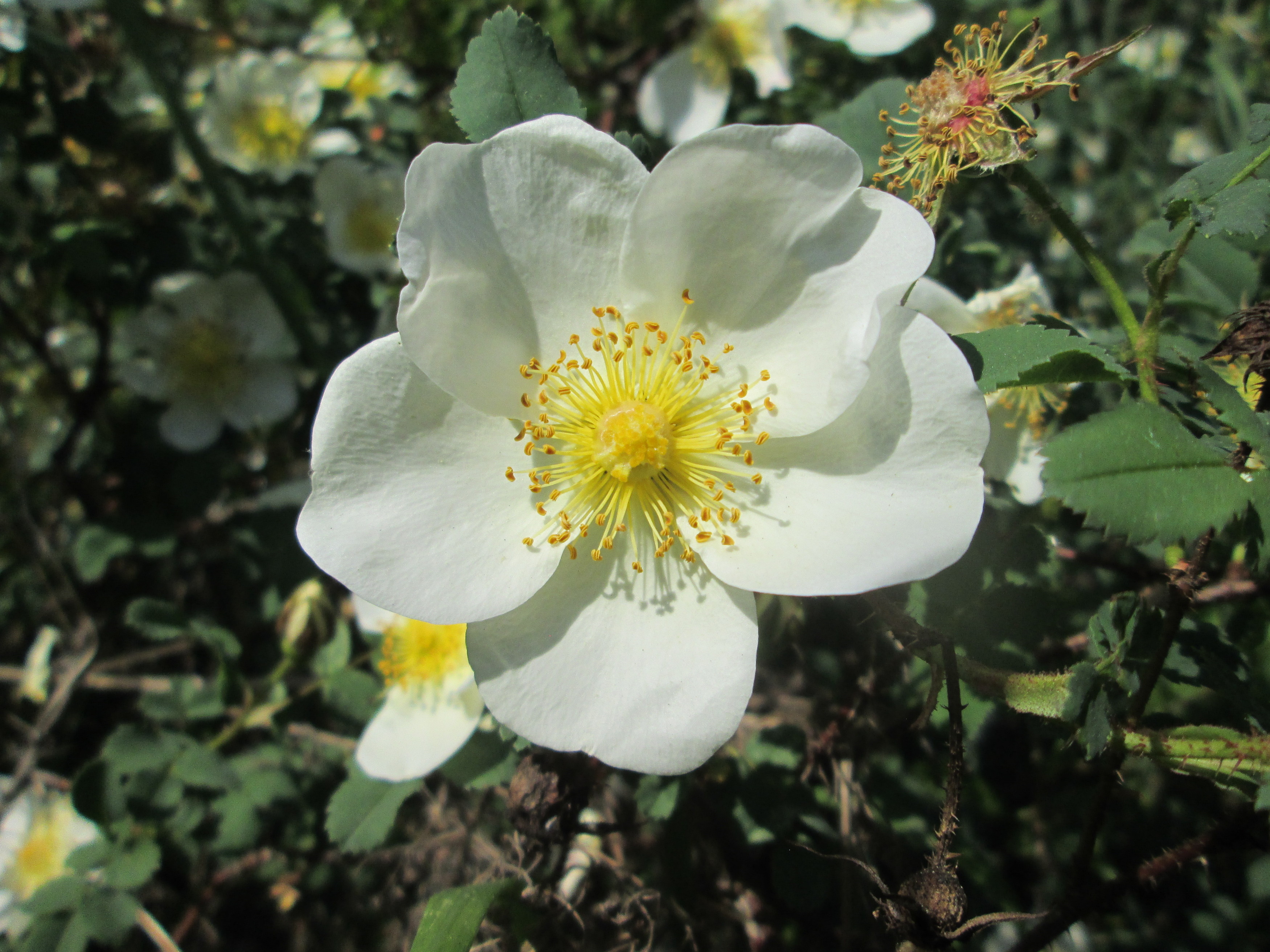 20180505Rosa spinosissima2