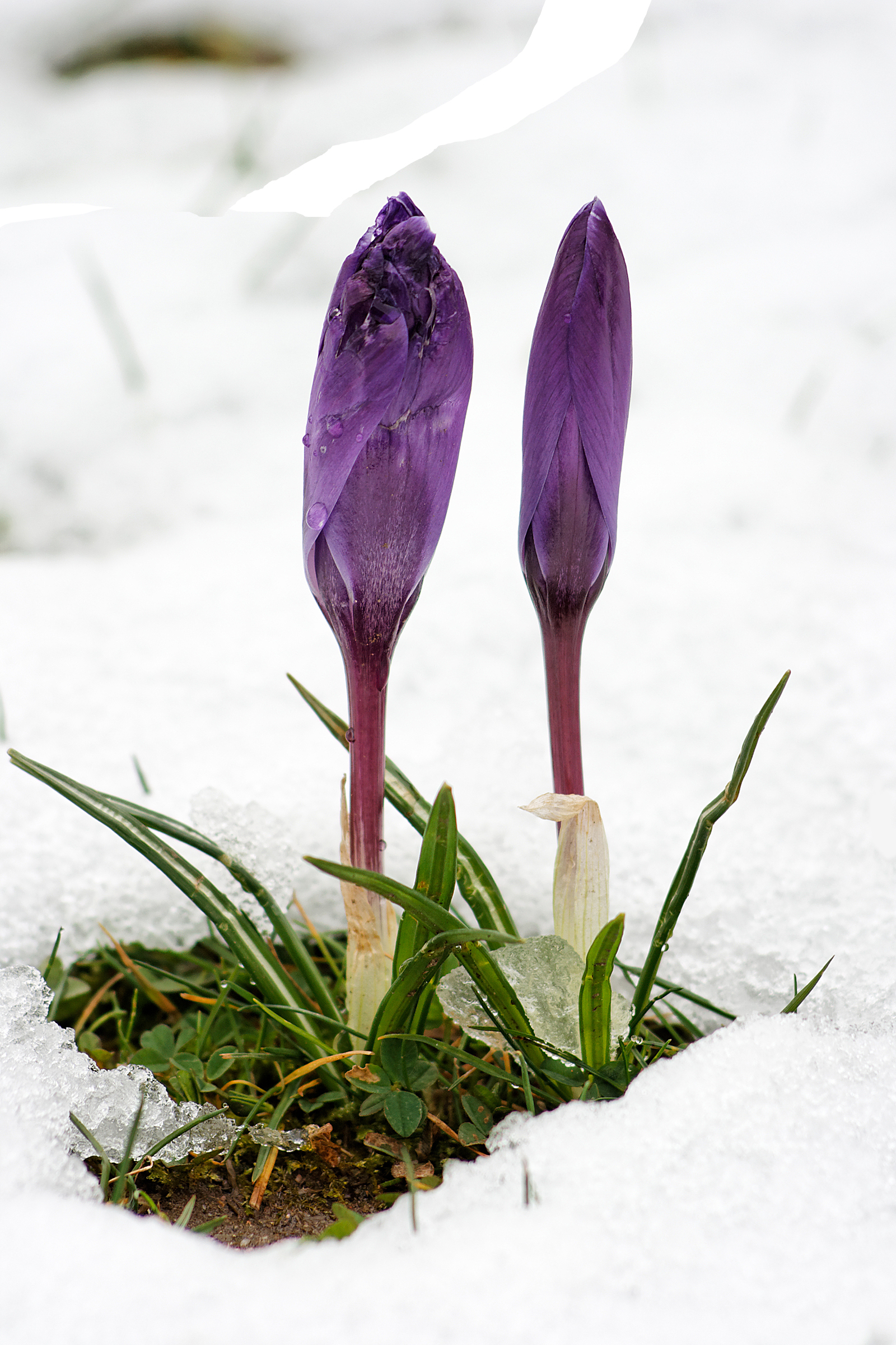 2 Krokusse im Schnee