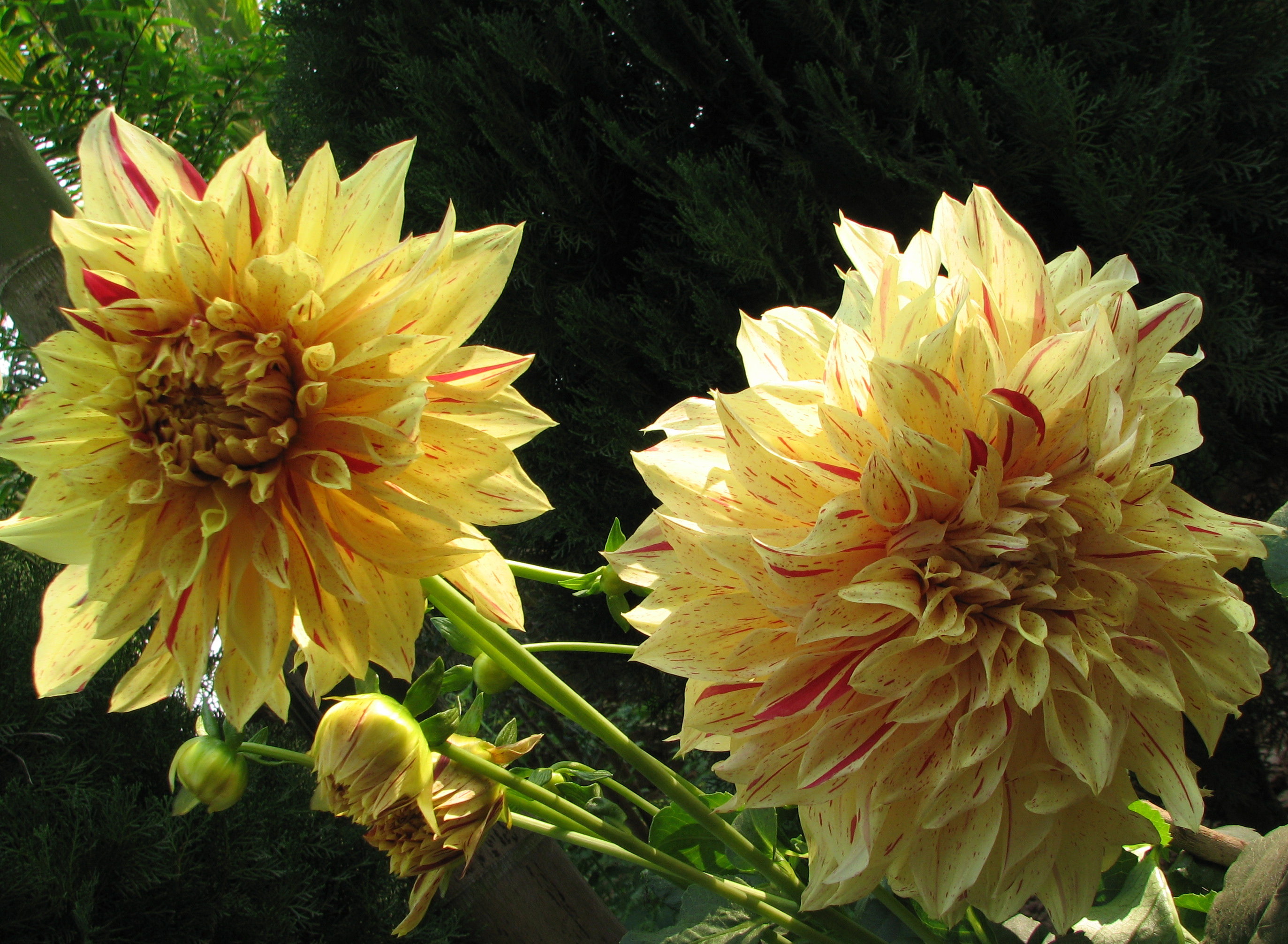 33Dahlia