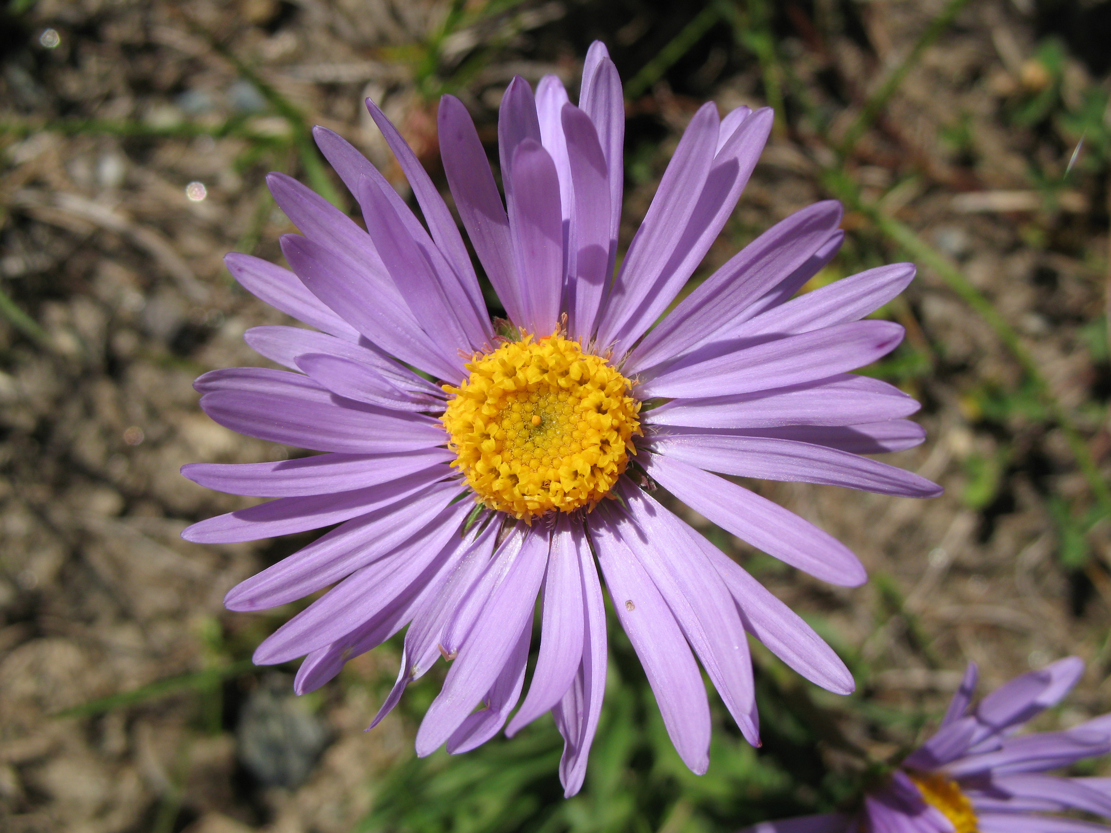 3766 - Gornergrat - Aster alpinus