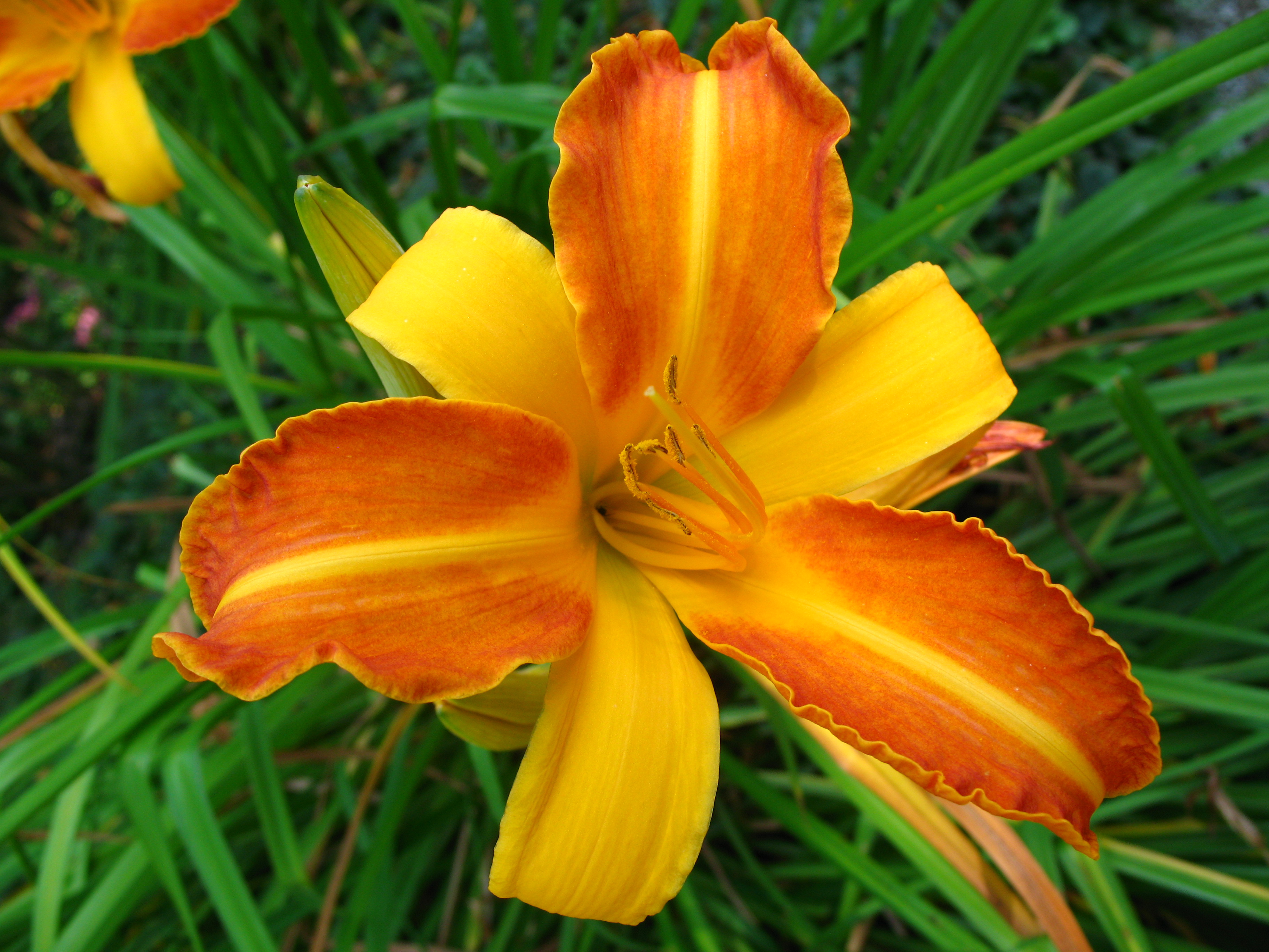 4524 - Bern - Rosengarten - Hemerocallis