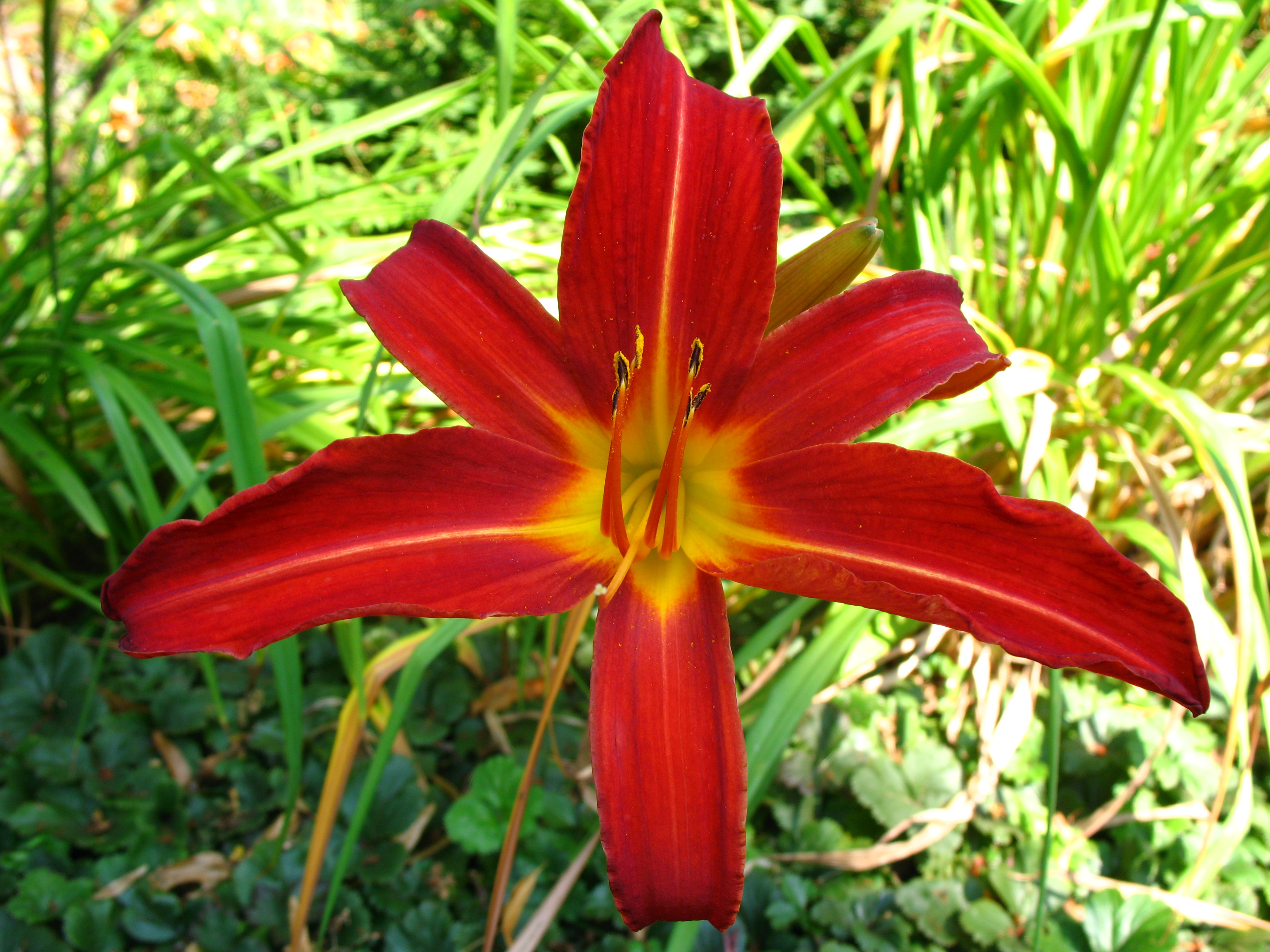 4527 - Bern - Rosengarten - Hemerocallis