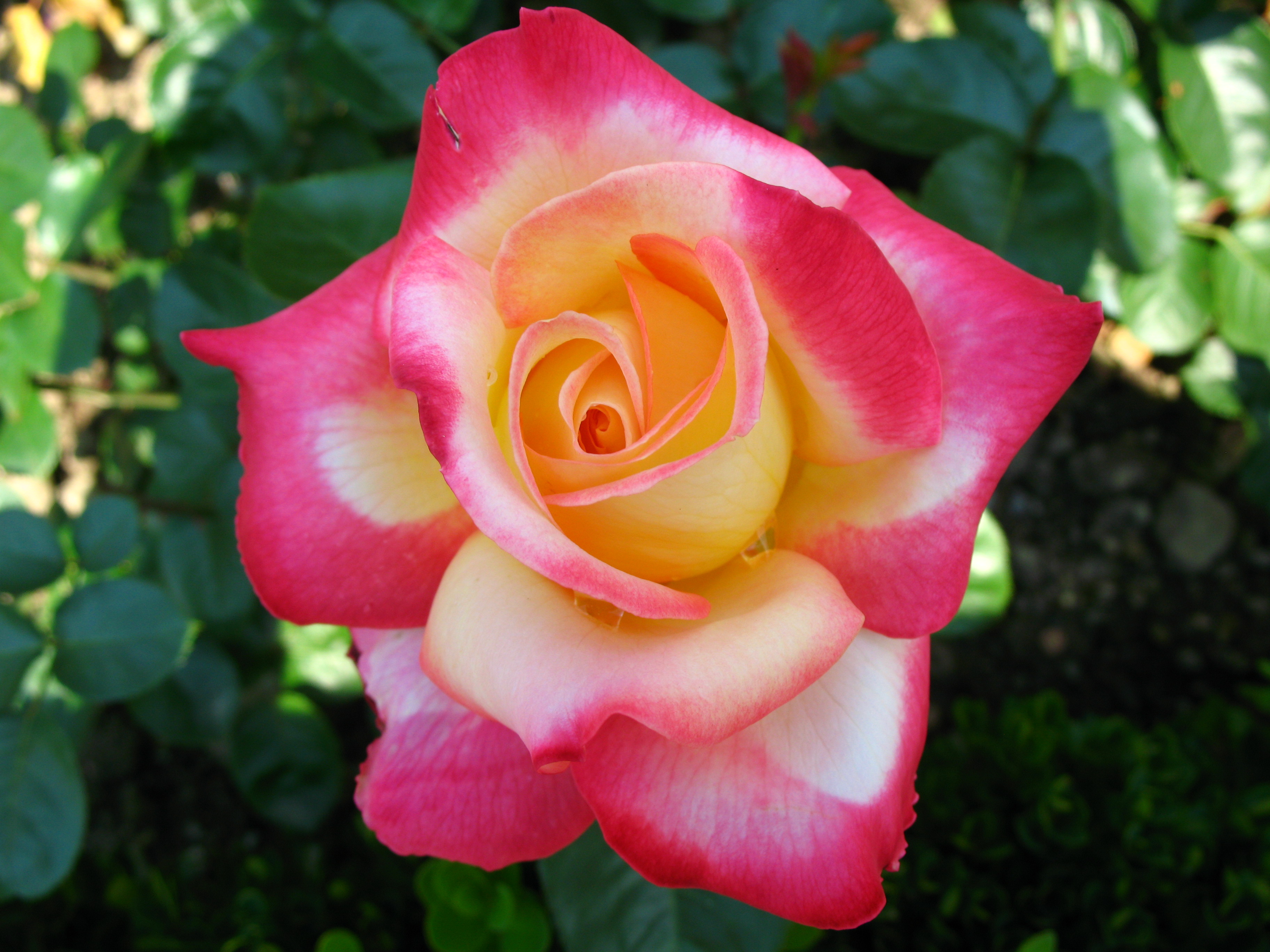 4552 - Bern - Rosengarten - Hybrid Tea