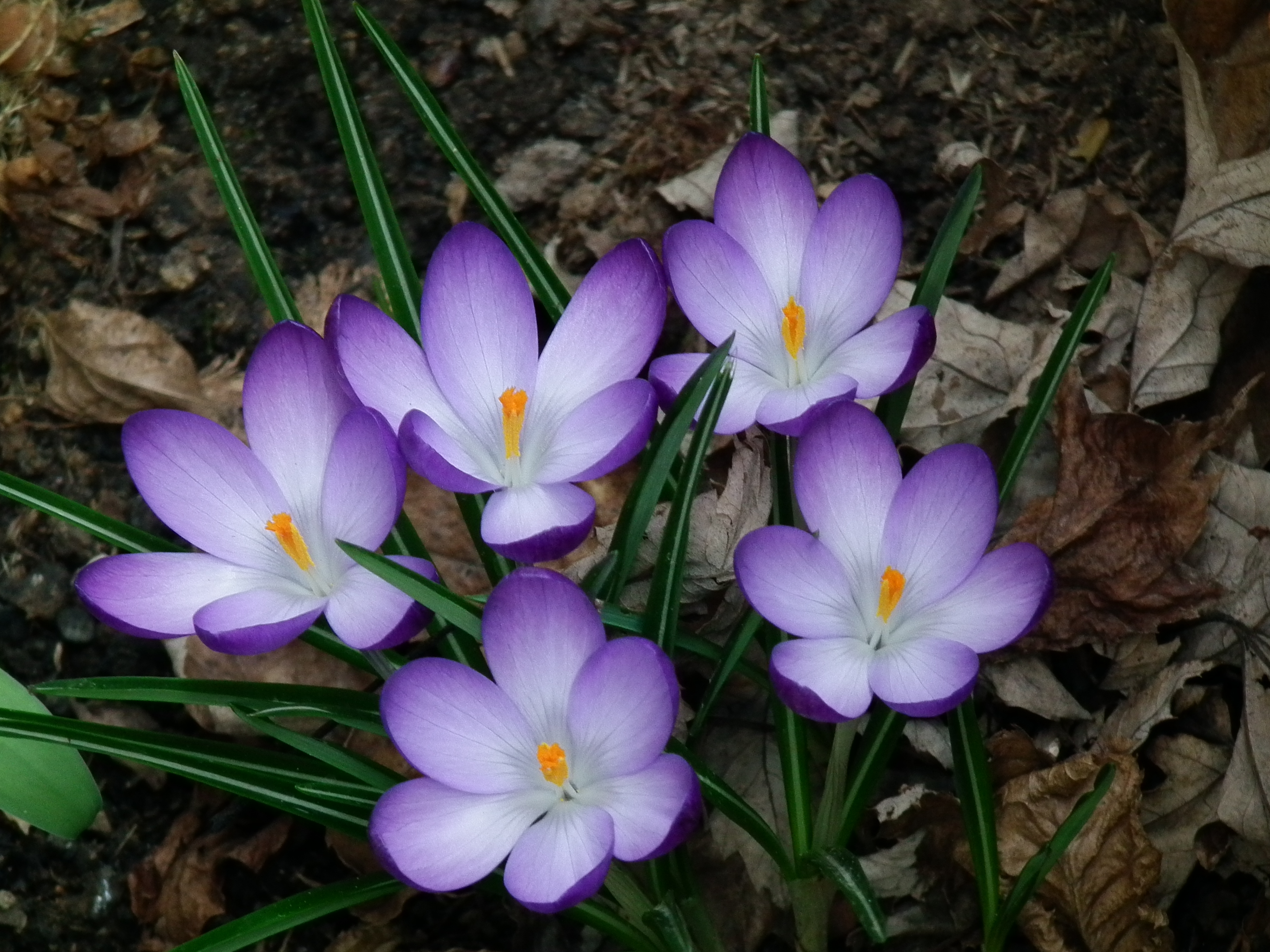 5 geöffnete Krokusblüten