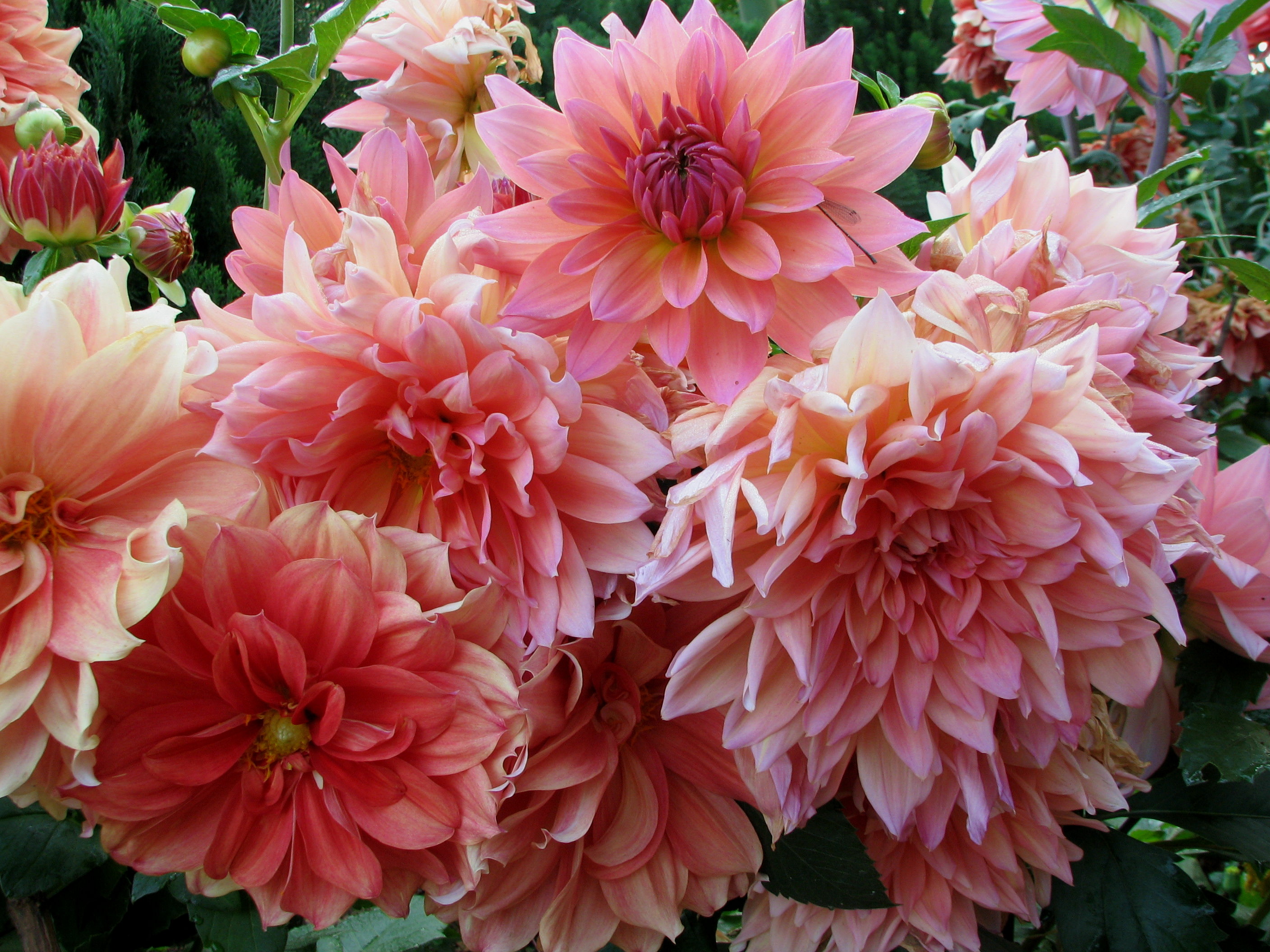 70Dahlia