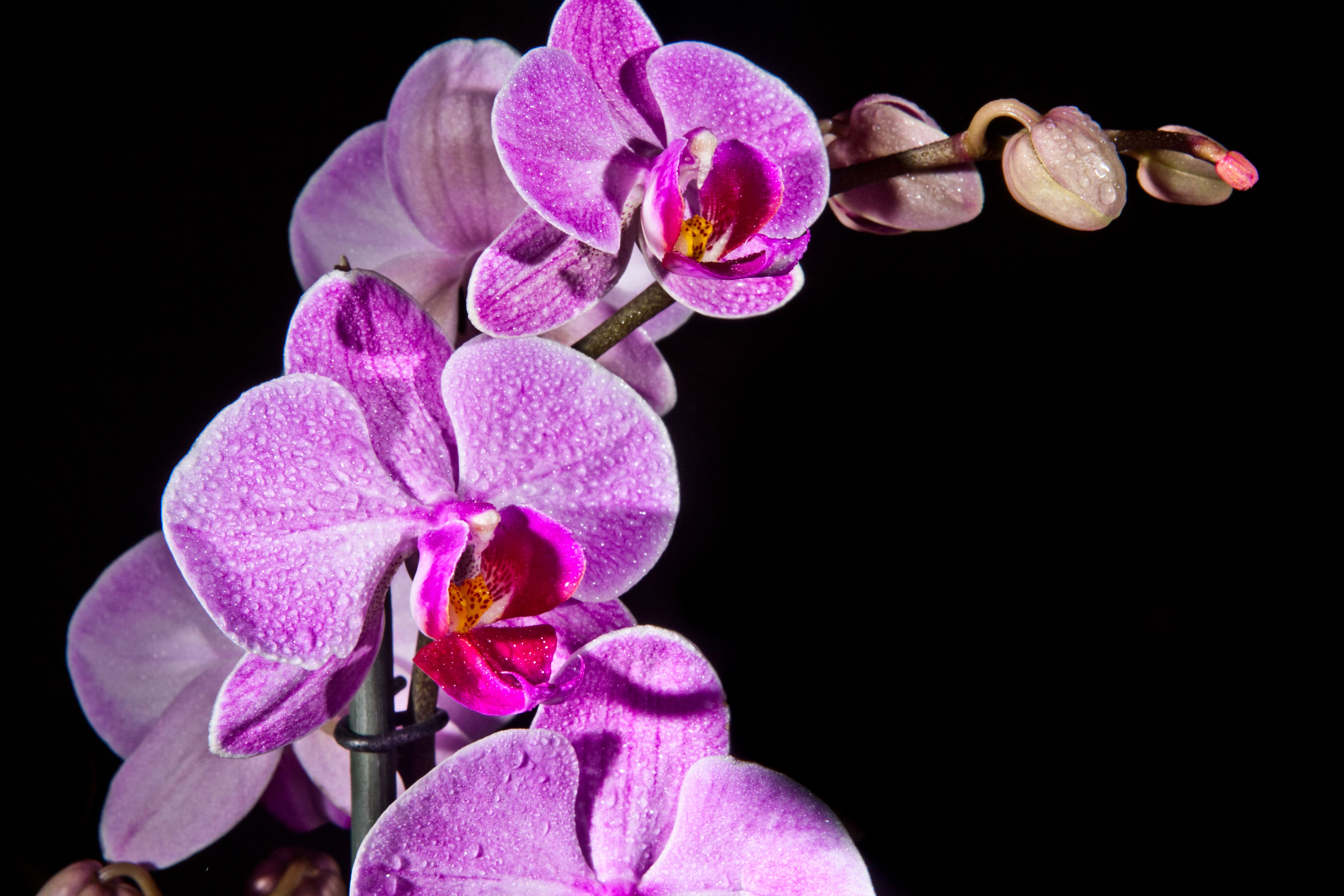 75 365 Orquideas (5532238571)