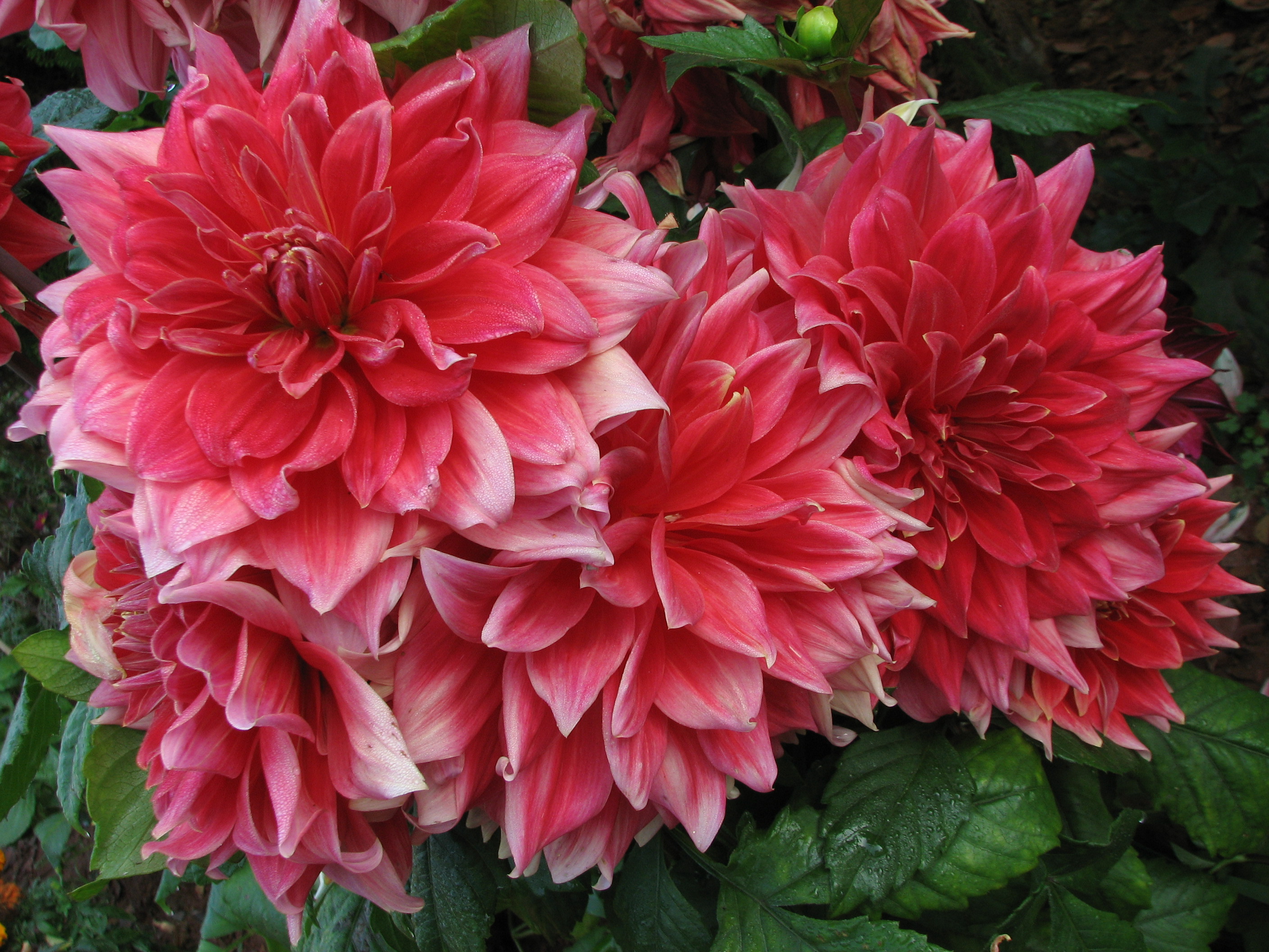 75Dahlia